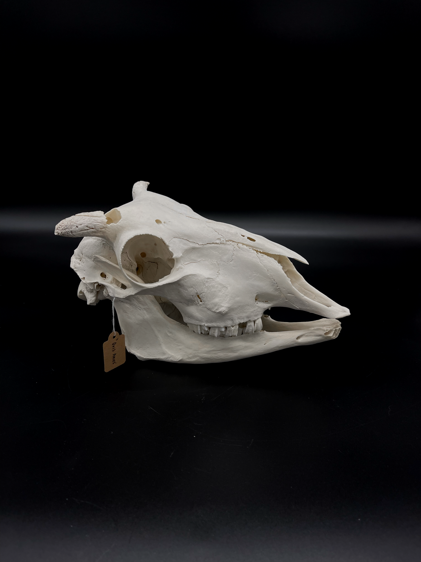 Craft Grade Merino Ewe Skull