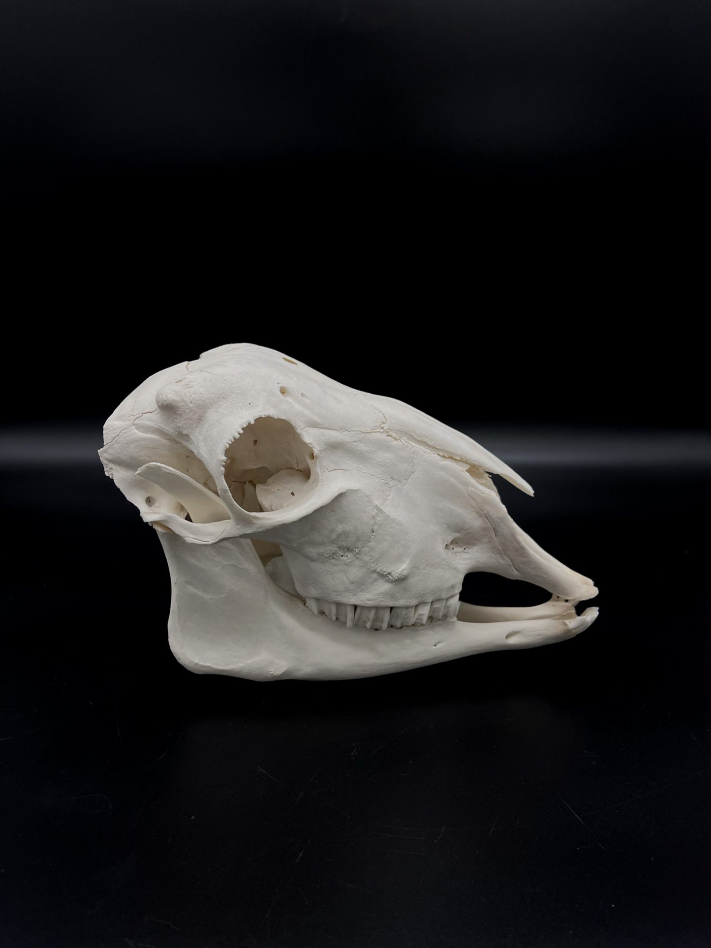 Craft Grade Merino X Border Ewe Skull
