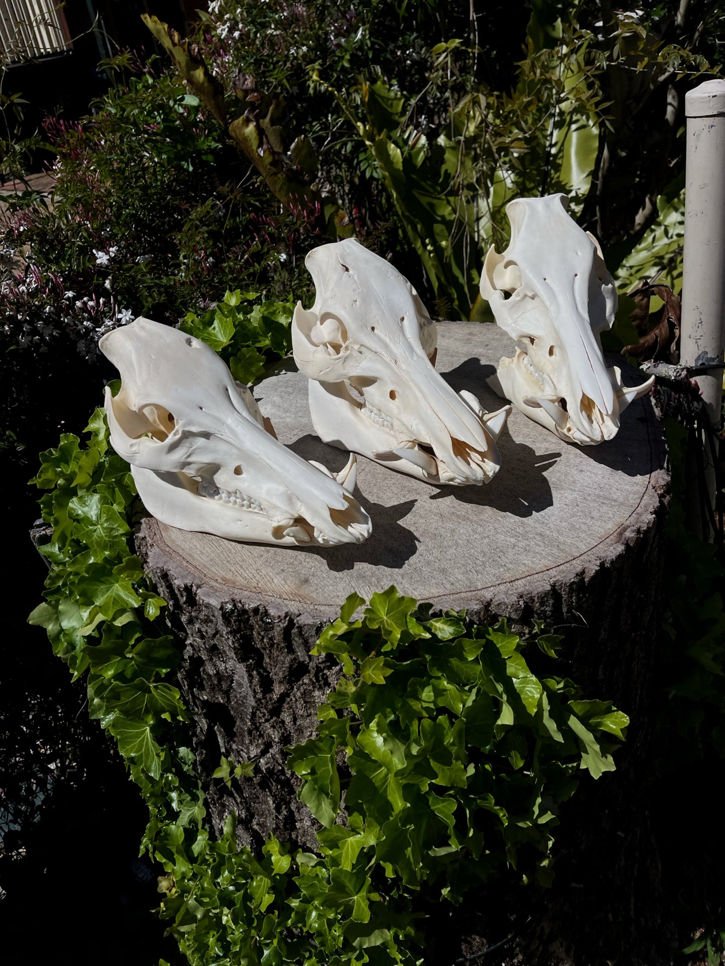 110kg Wild Boar Skull