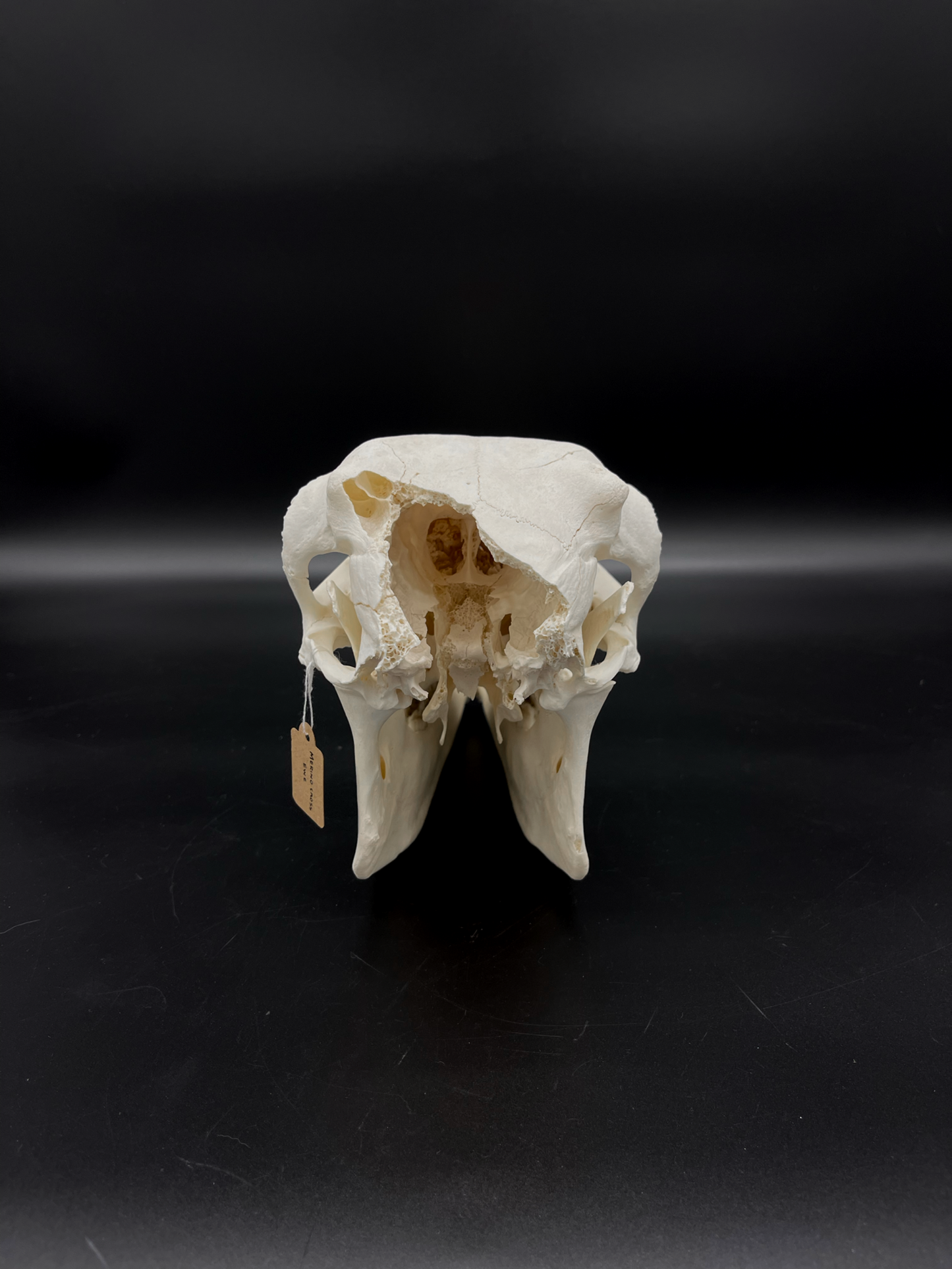 Craft Grade Merino X Border Ewe Skull