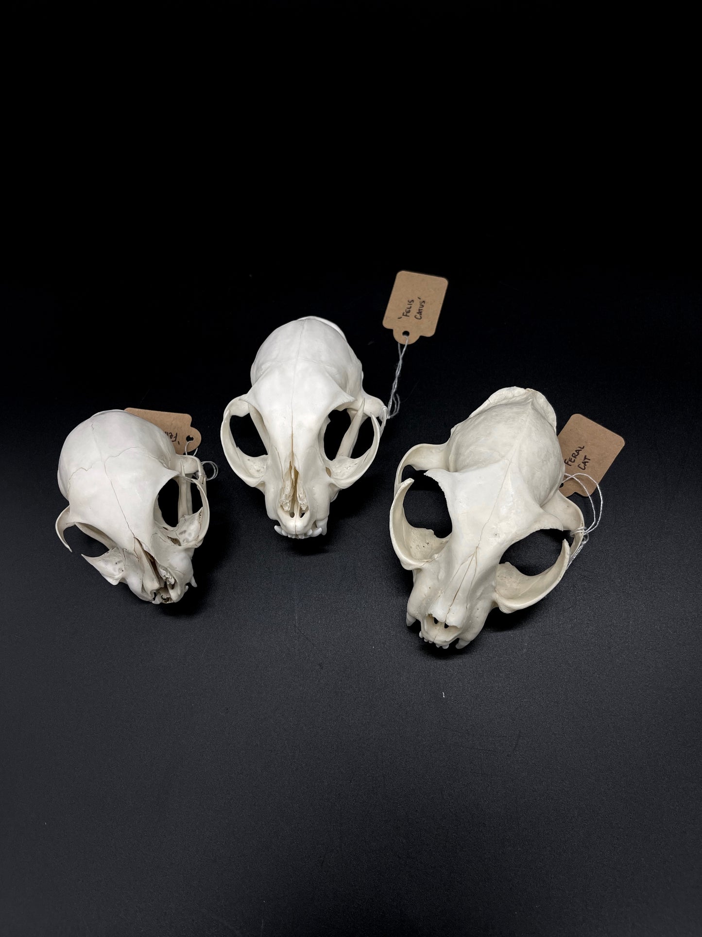 Craft Grade Feral Cat Skull