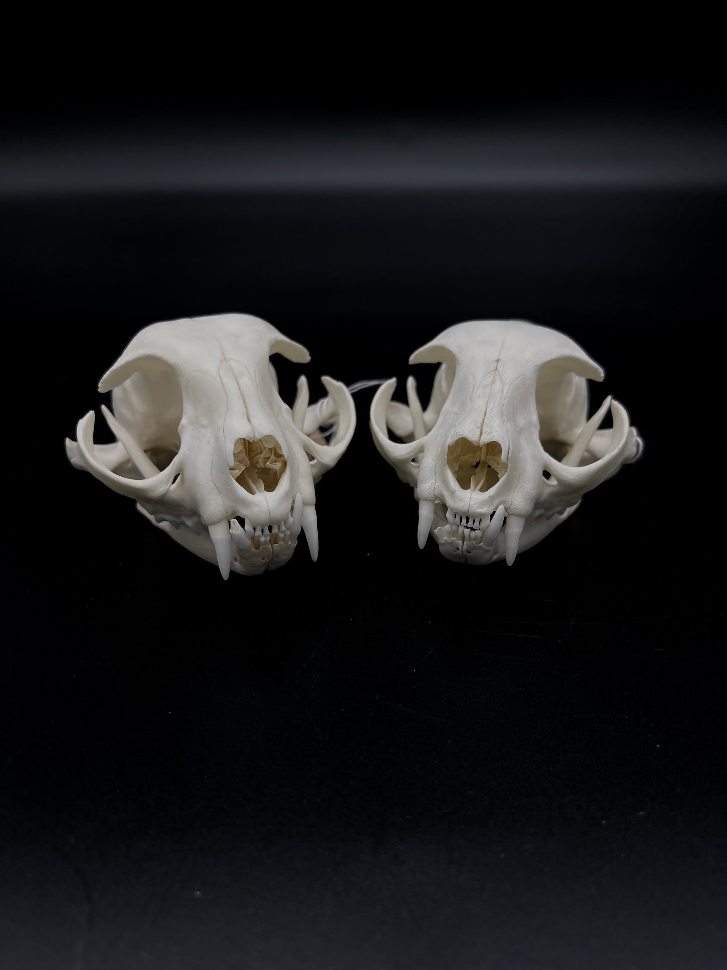 B Grade Feral Cat Skull