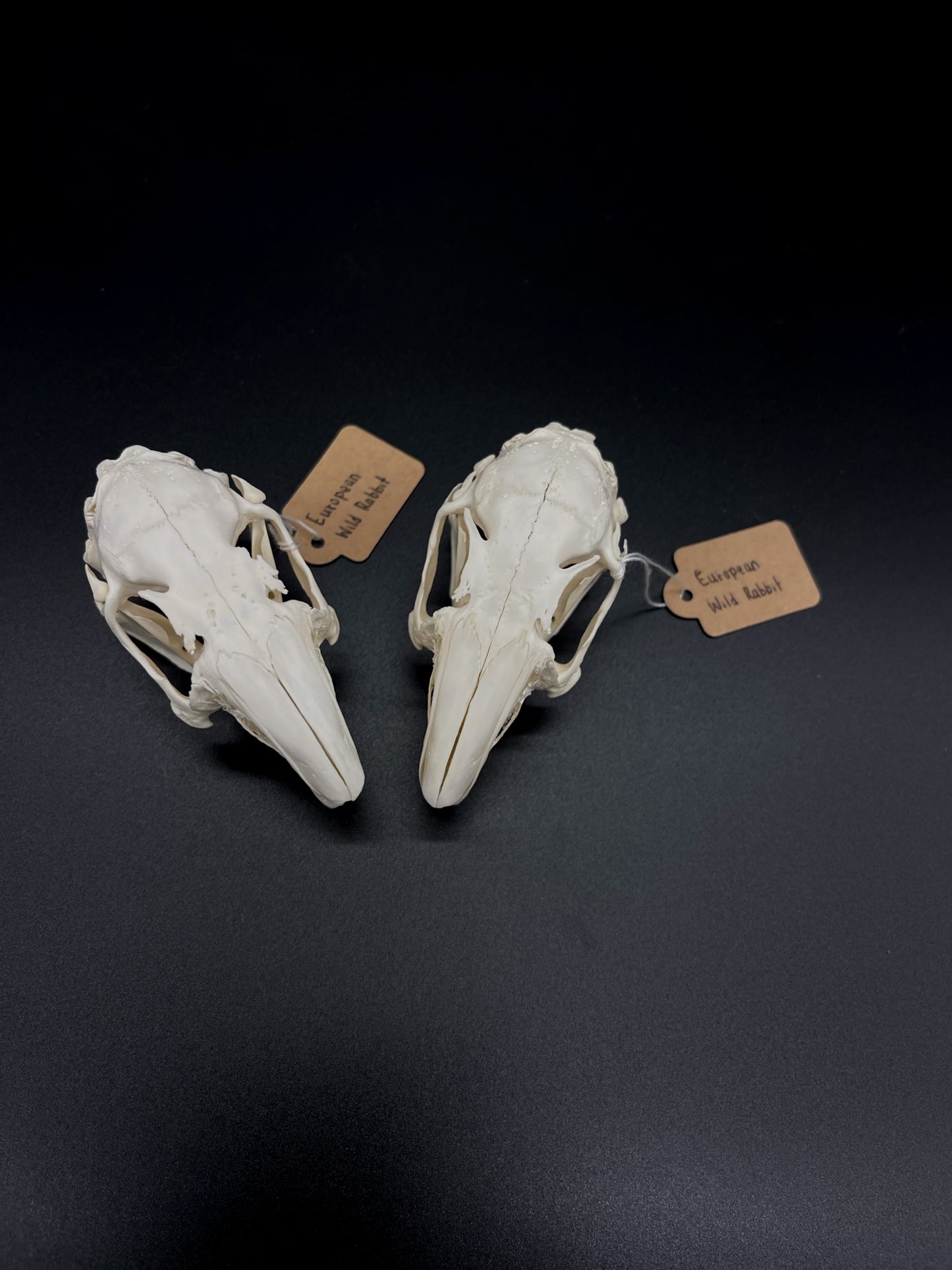 (B Grade) European Rabbit Skull