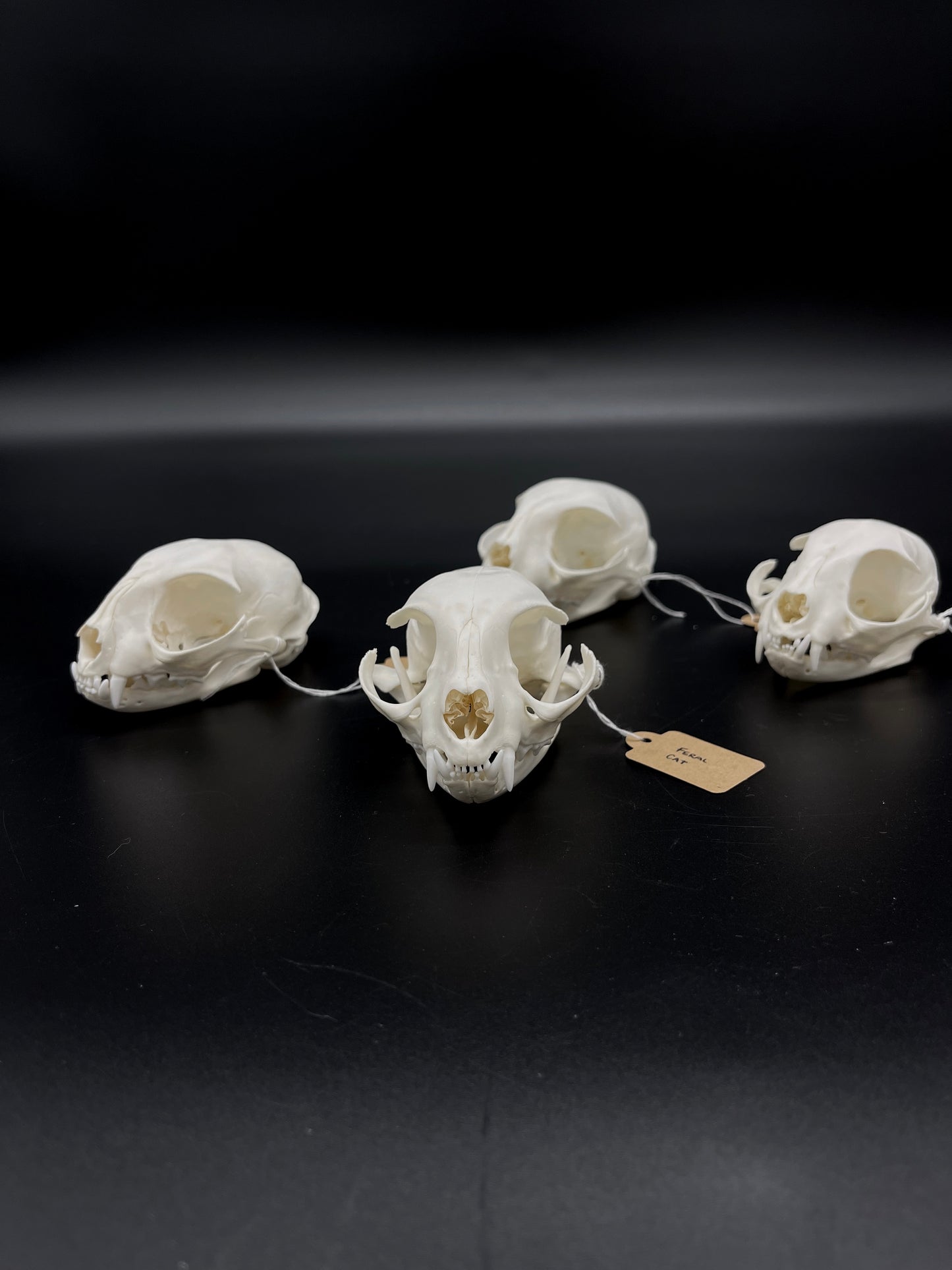A- Grade Feral Cat Skull