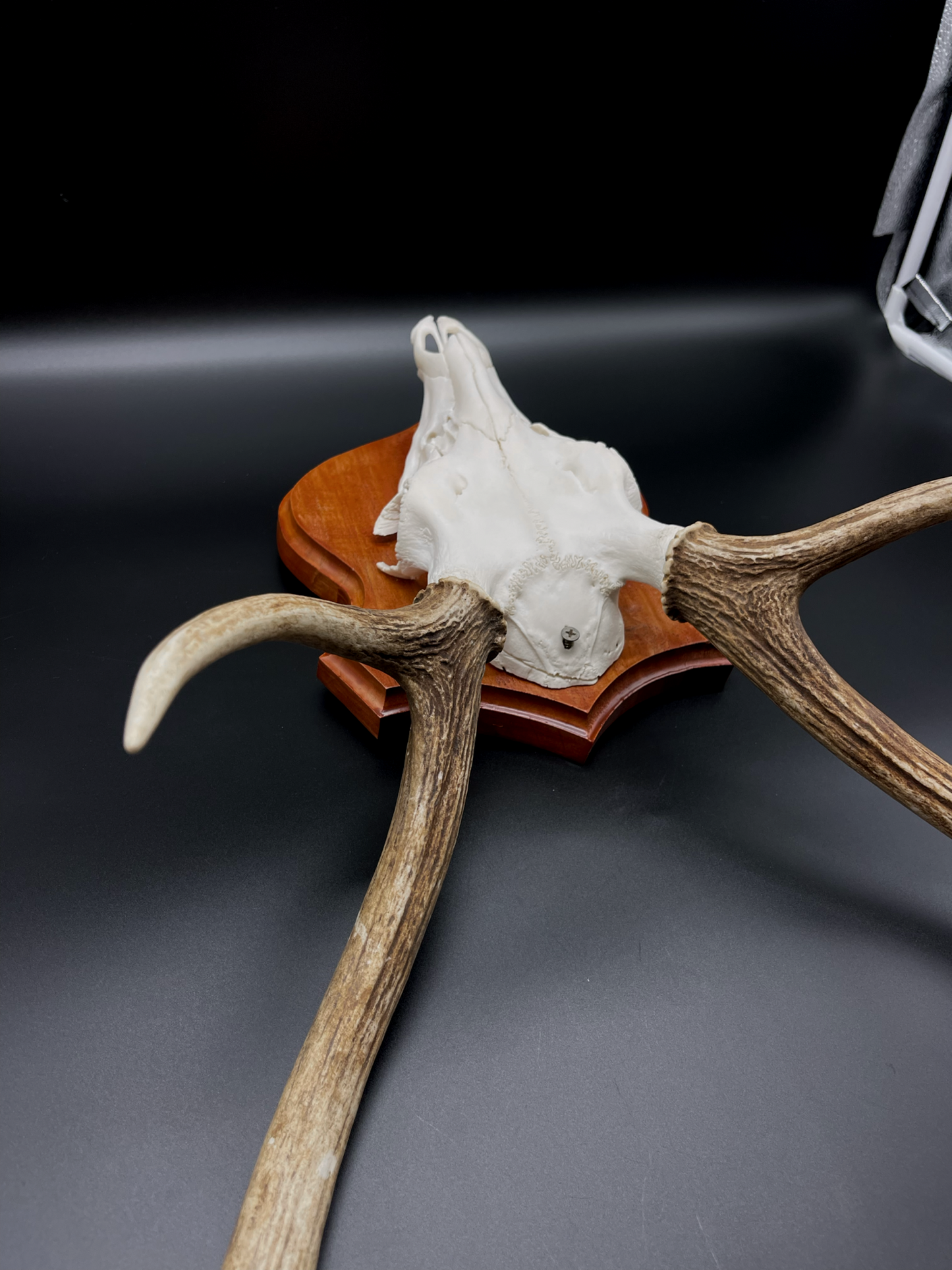 Chital Stag Euro Mount