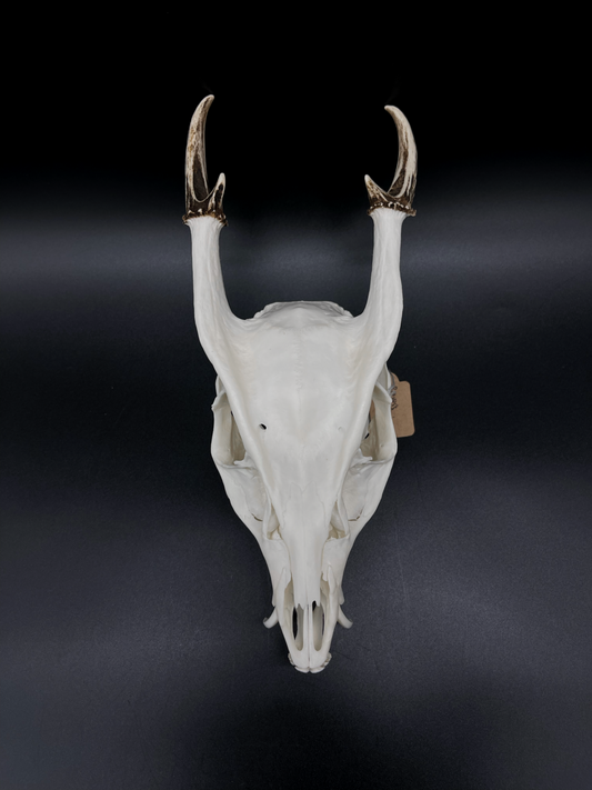 A Grade Reeves’s Muntjac Skull with Mandibles (UK)