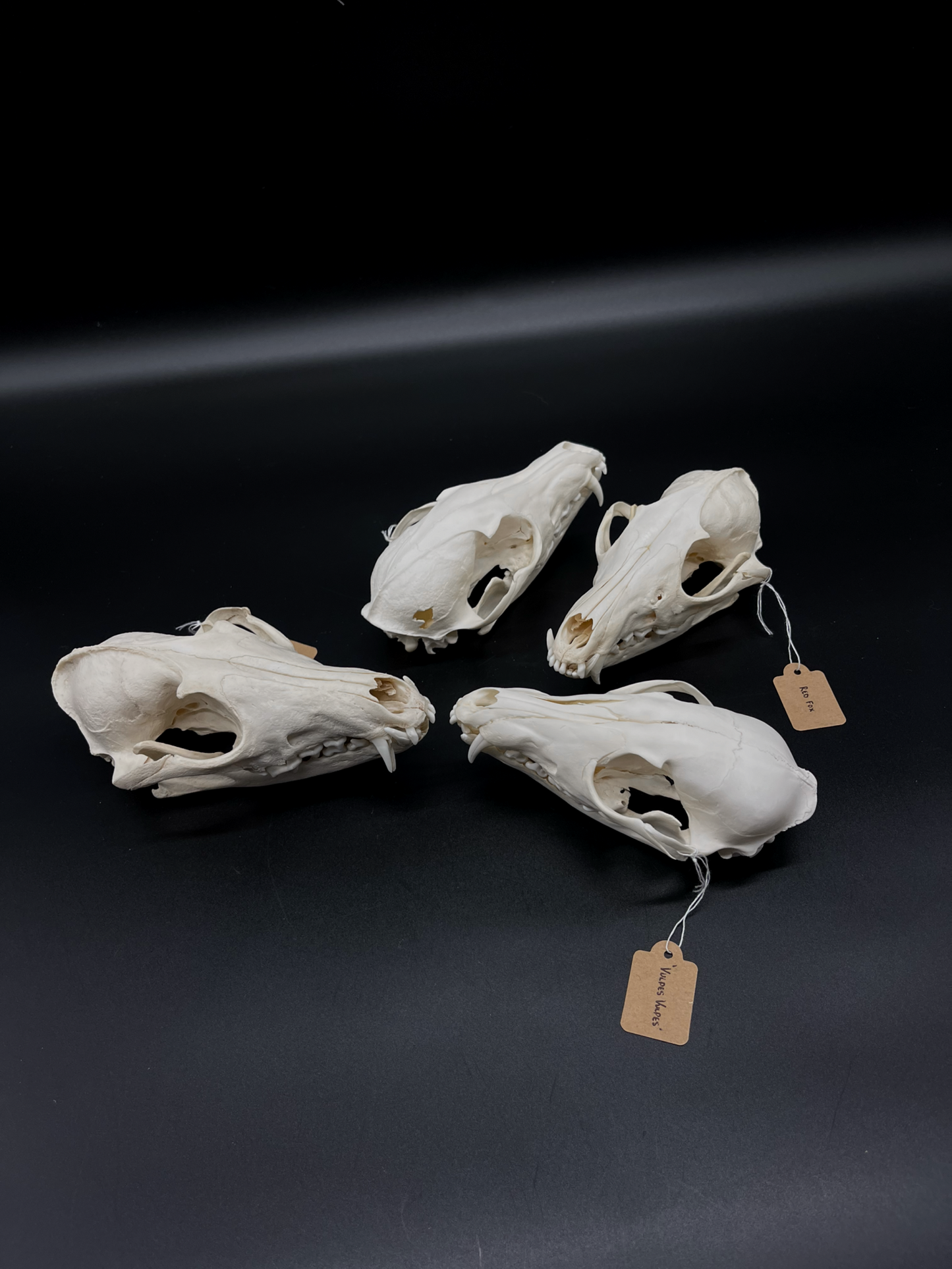 B Grade Red Fox Skull