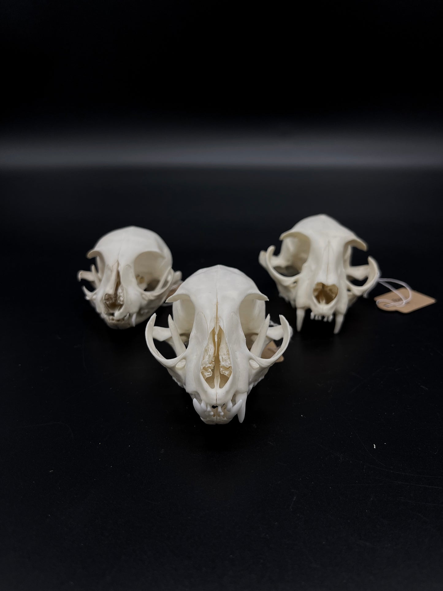 Craft Grade Feral Cat Skull