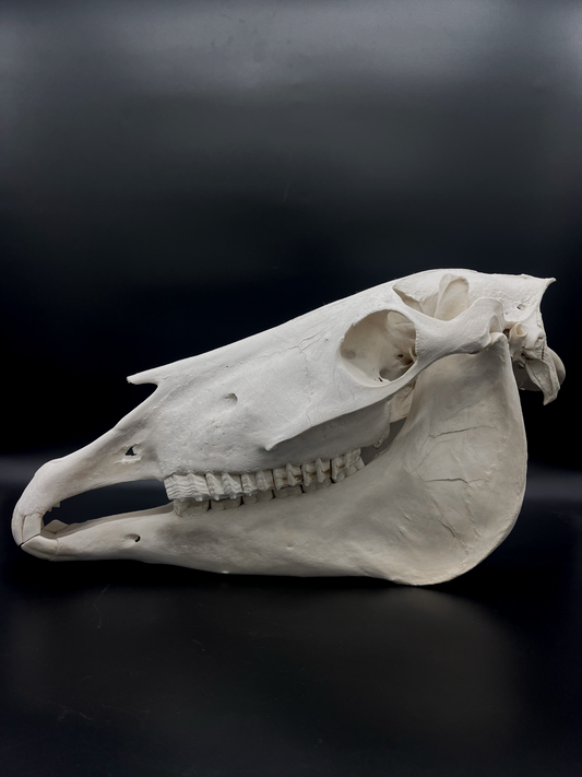 B Grade Pathological Horse Skull