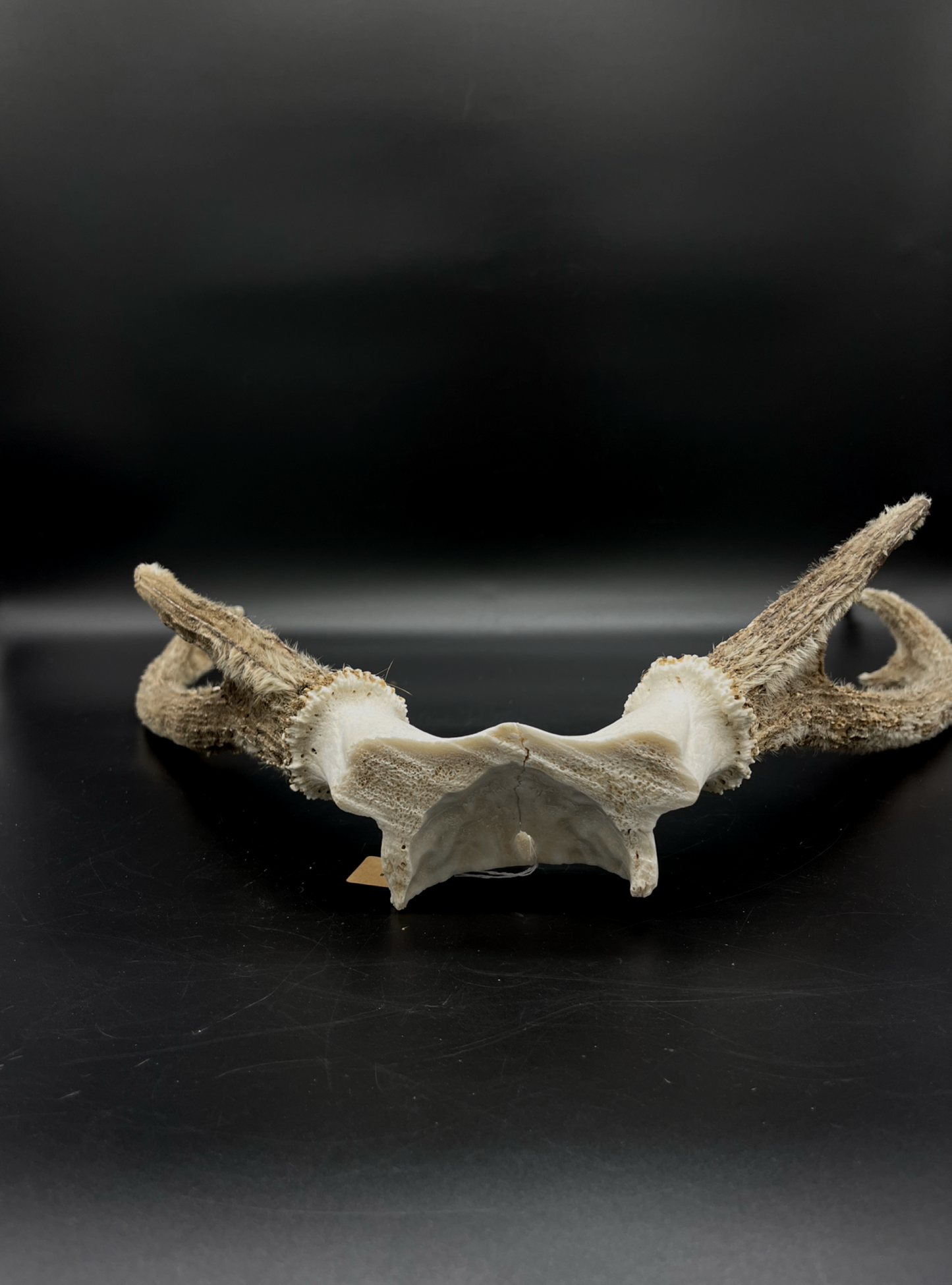 Sambar Antlers in Hard Velvet