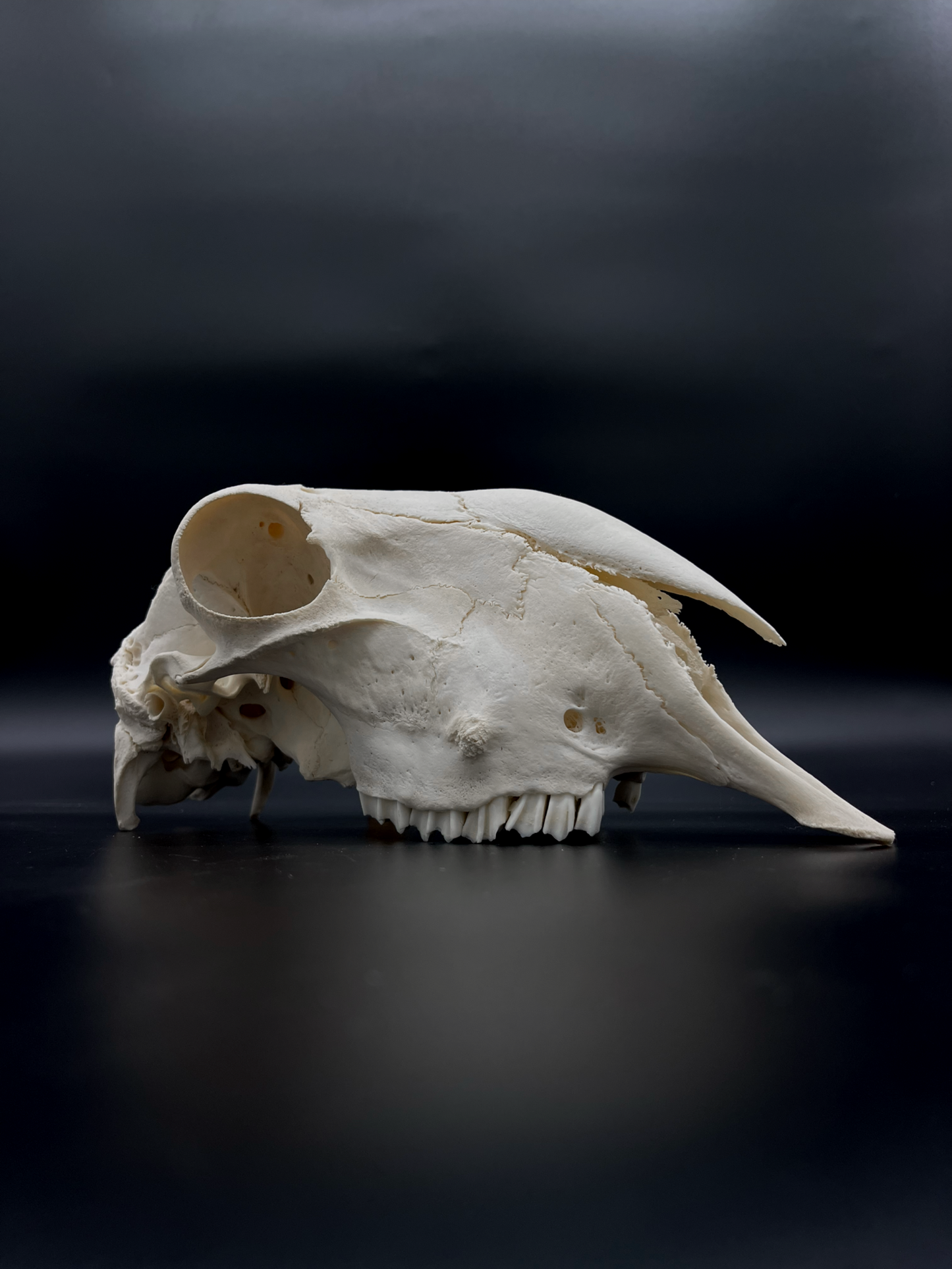 A- Grade Border Leicester Stud Ram Skull (Slight Wry Nose)