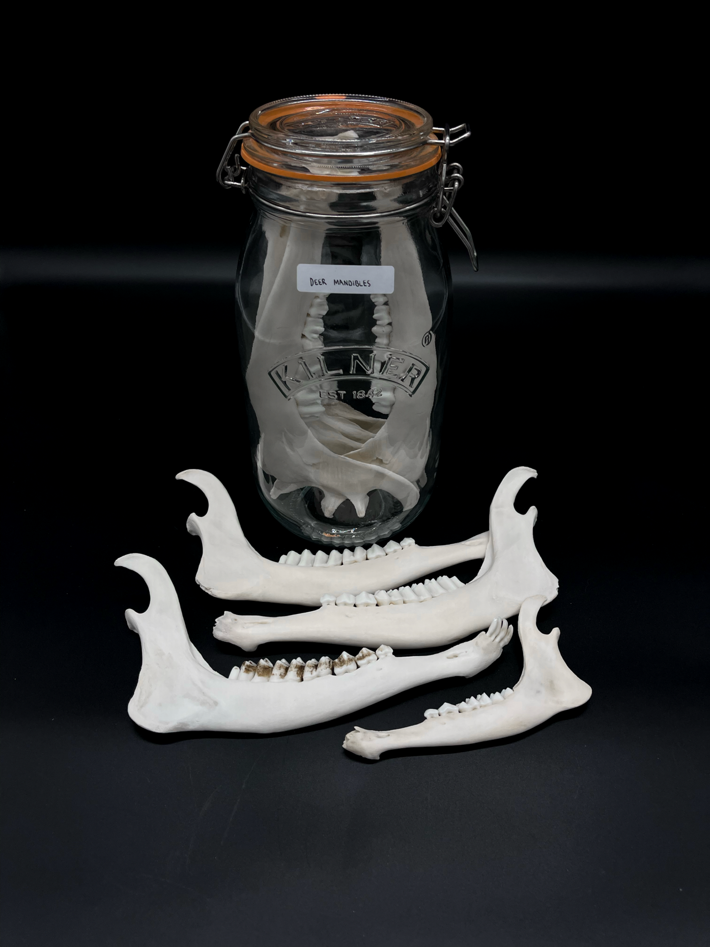 Deer Mandibles