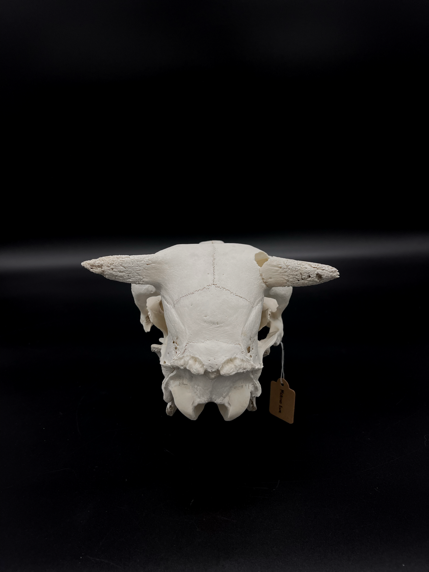 Craft Grade Merino Ewe Skull
