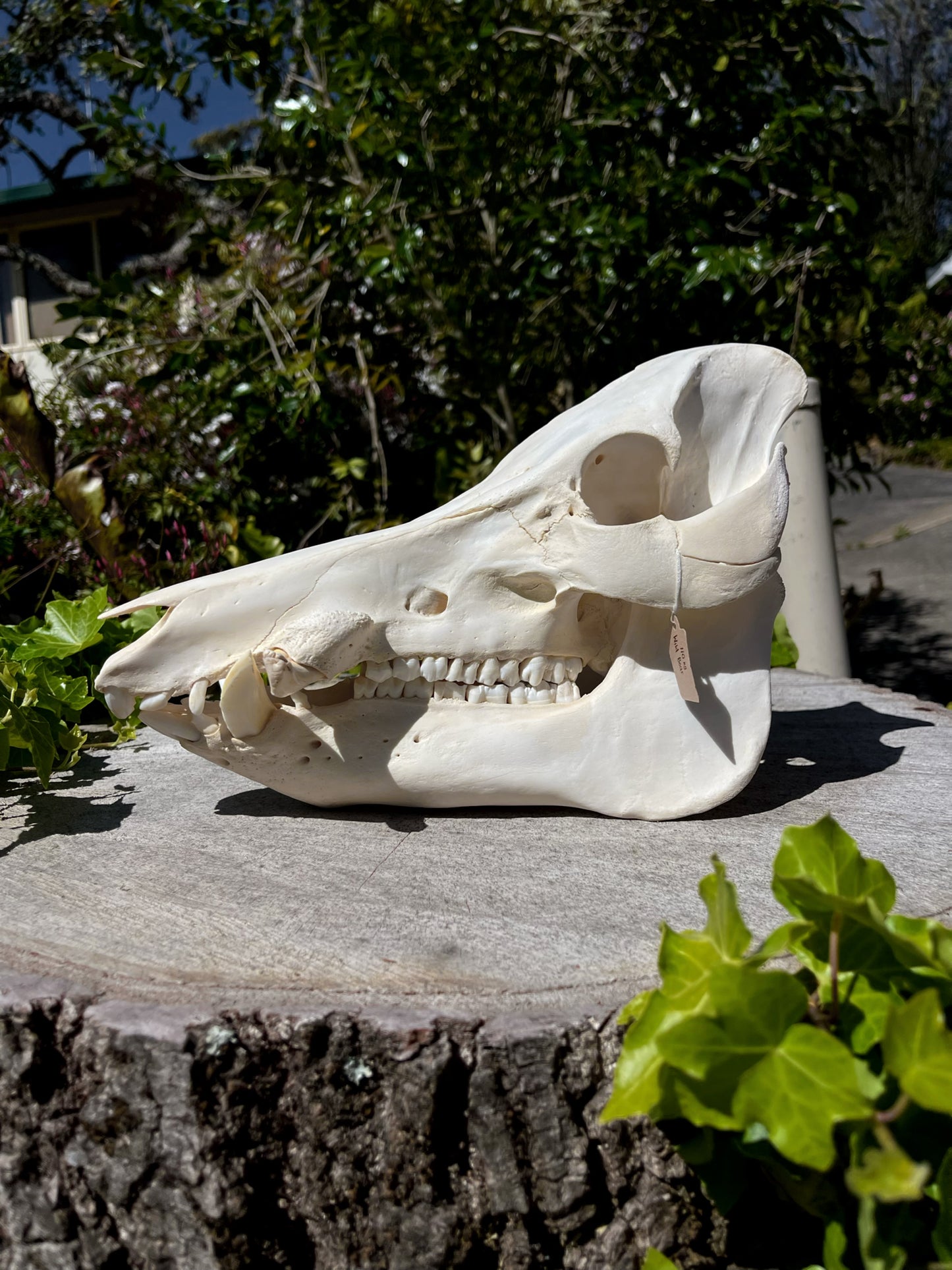 110kg Wild Boar Skull