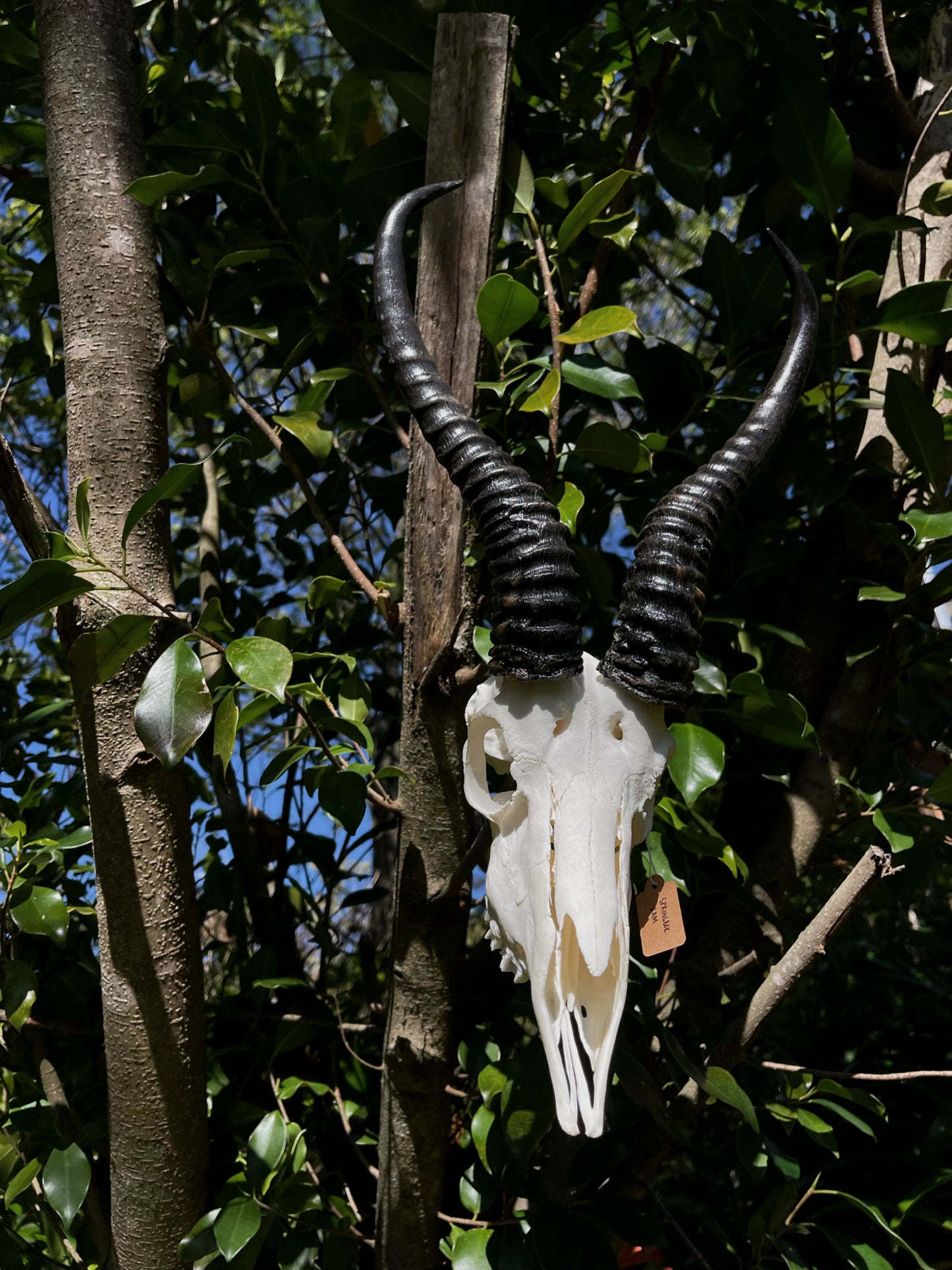 Springbok Ram Skull (AFRICA)