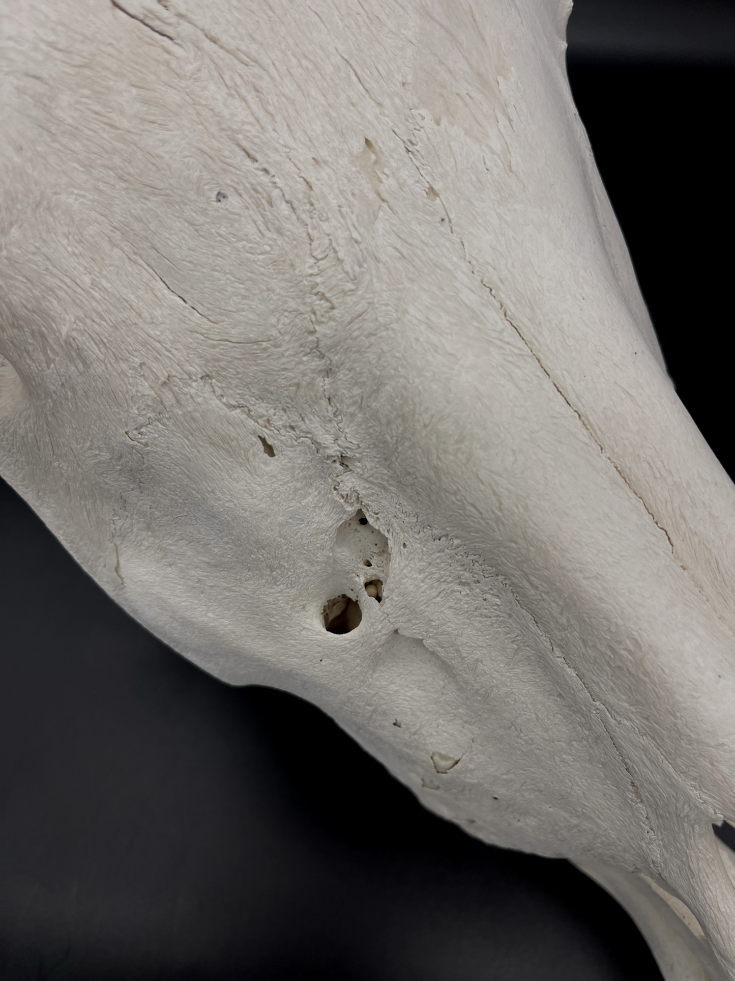 B Grade Pathological Horse Skull