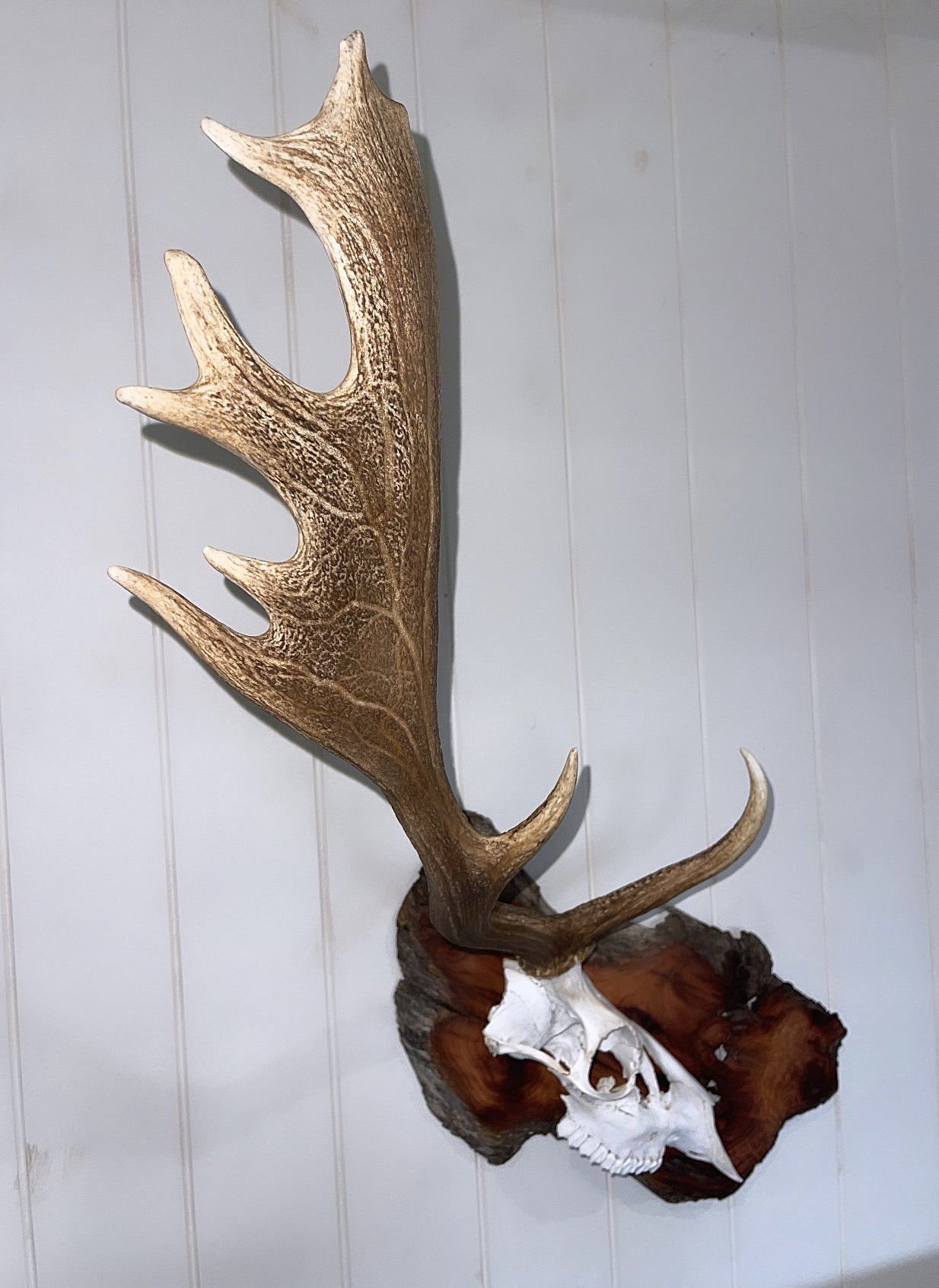 One-sided Fallow Buck Hardwood Burl Mount