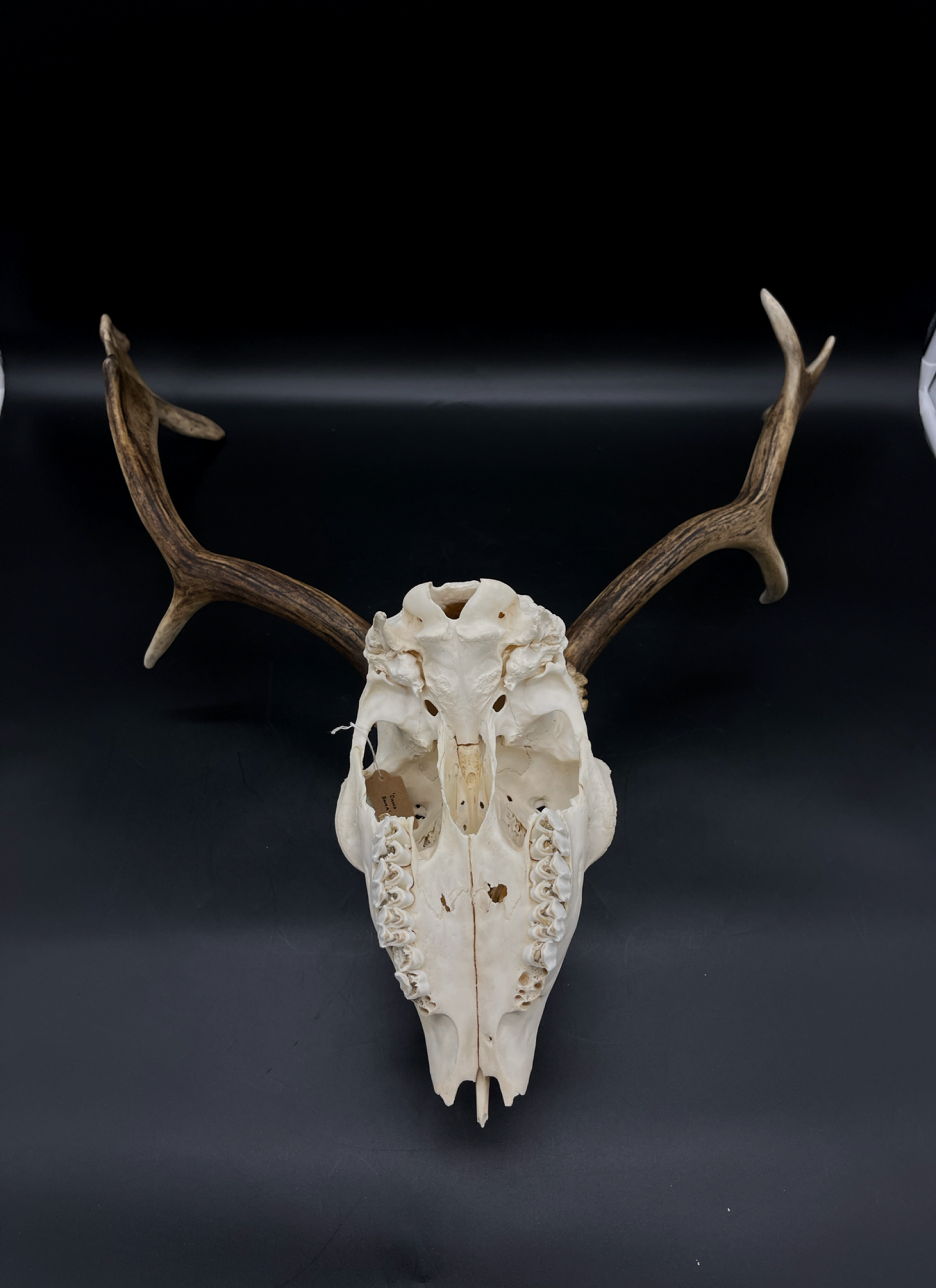 B Grade Fallow Buck Skull