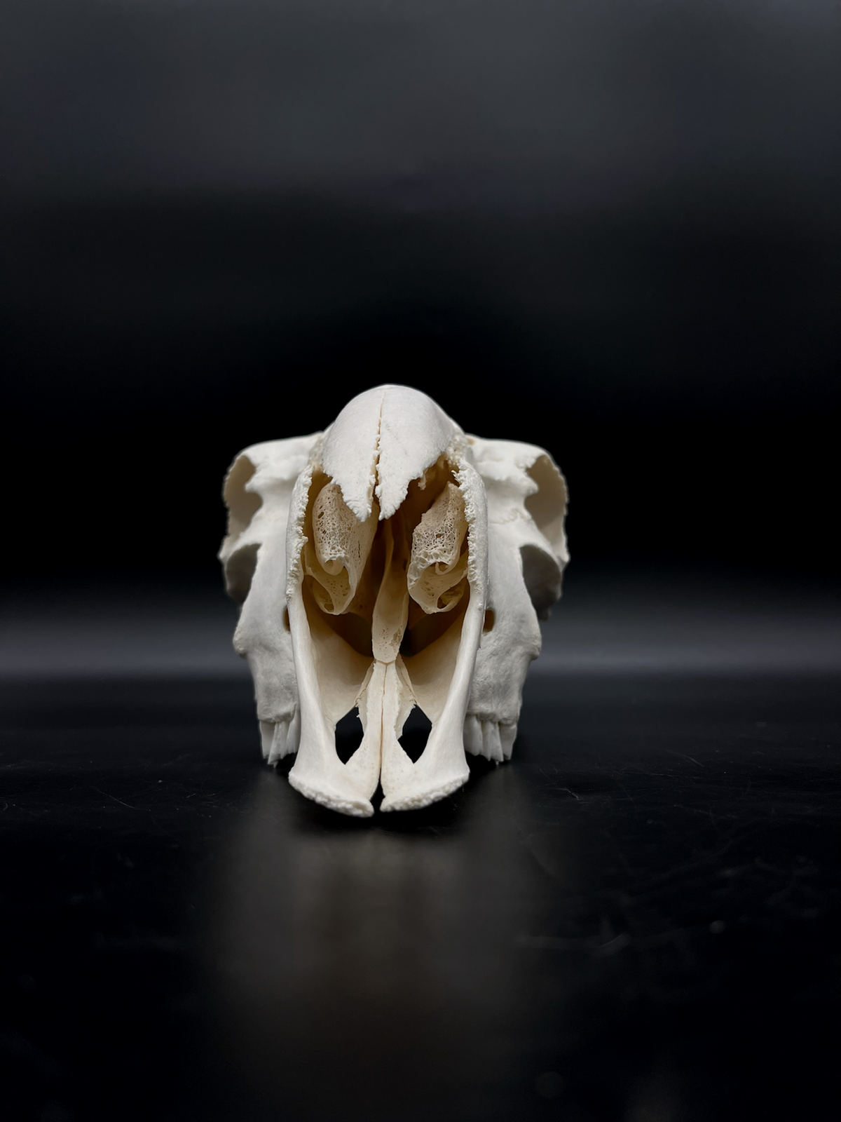 A- Grade Pathological Border Leicester Stud Ram Skull with Cranium blunt force trauma + a slight Wry Nose