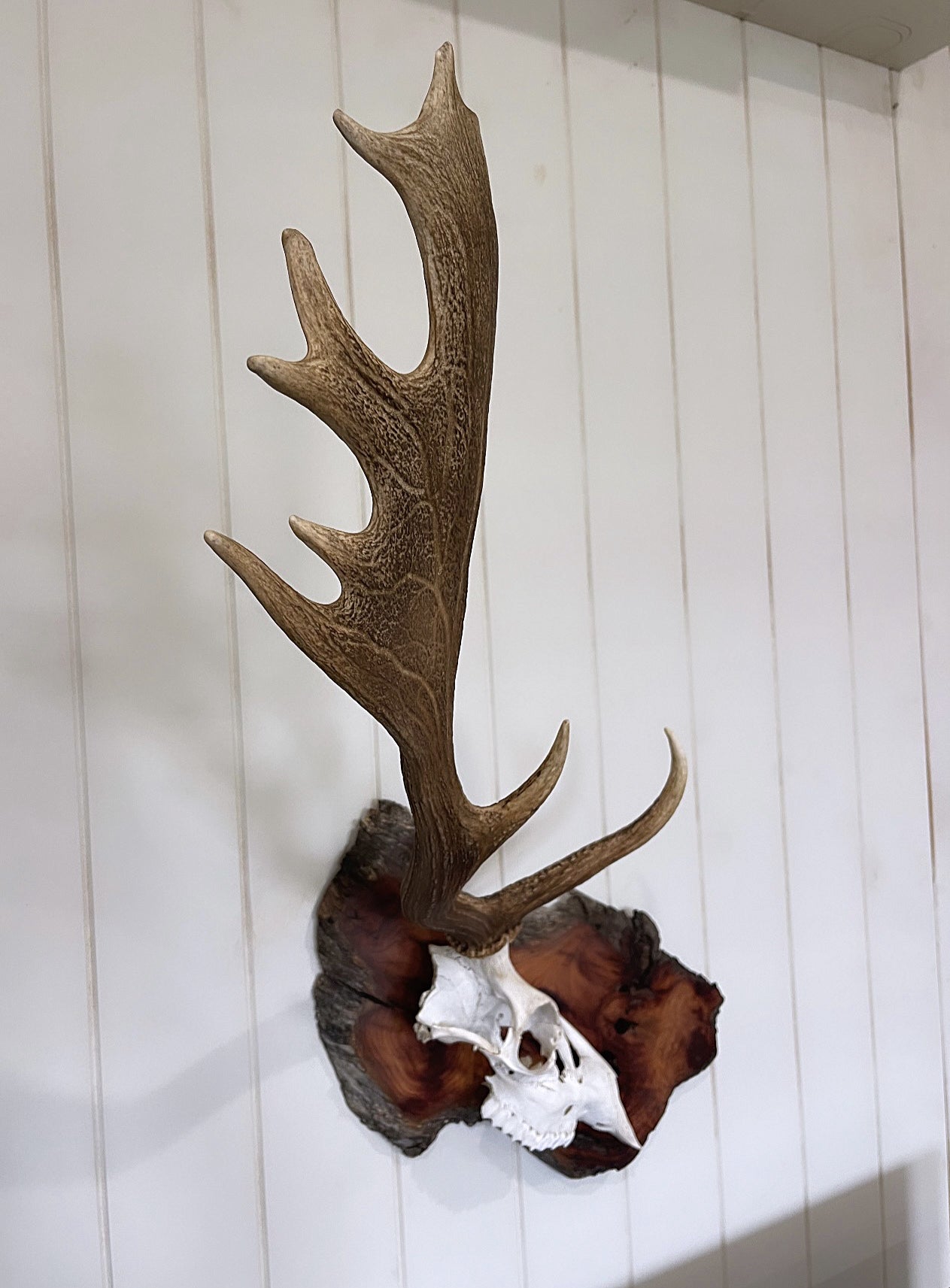 One-sided Fallow Buck Hardwood Burl Mount
