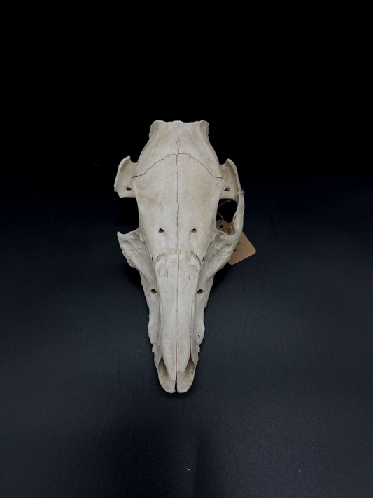 Craft Grade Feral Piglet Skull