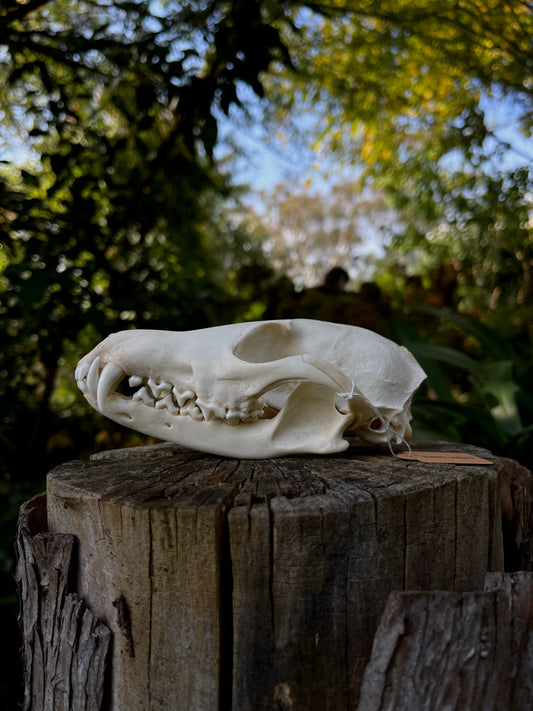 Red Fox skull (B Grade)