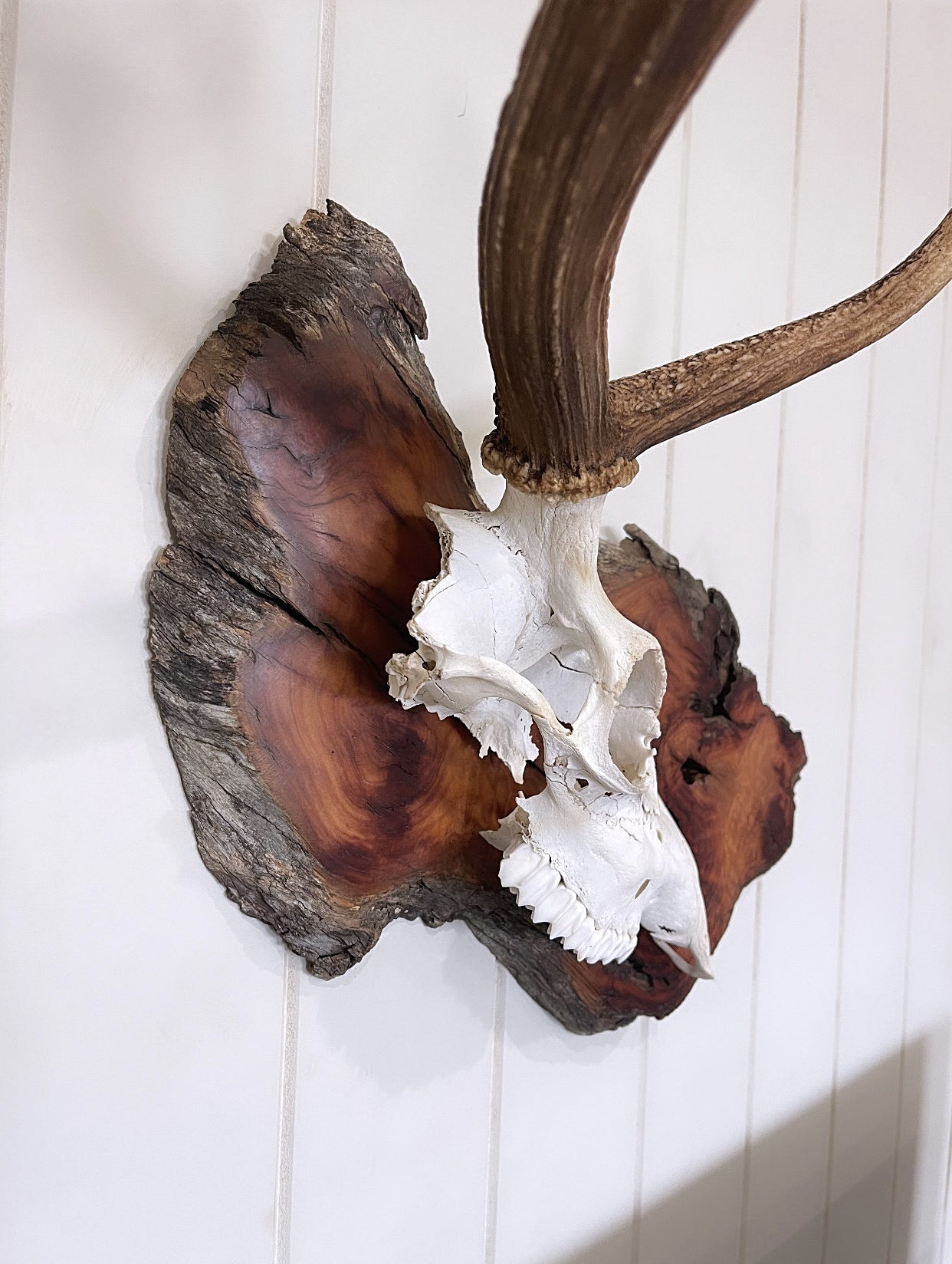 One-sided Fallow Buck Hardwood Burl Mount