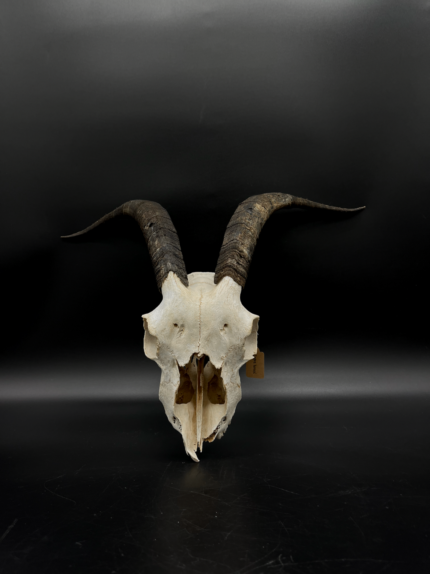 Craft Grade Nanny Goat Skull