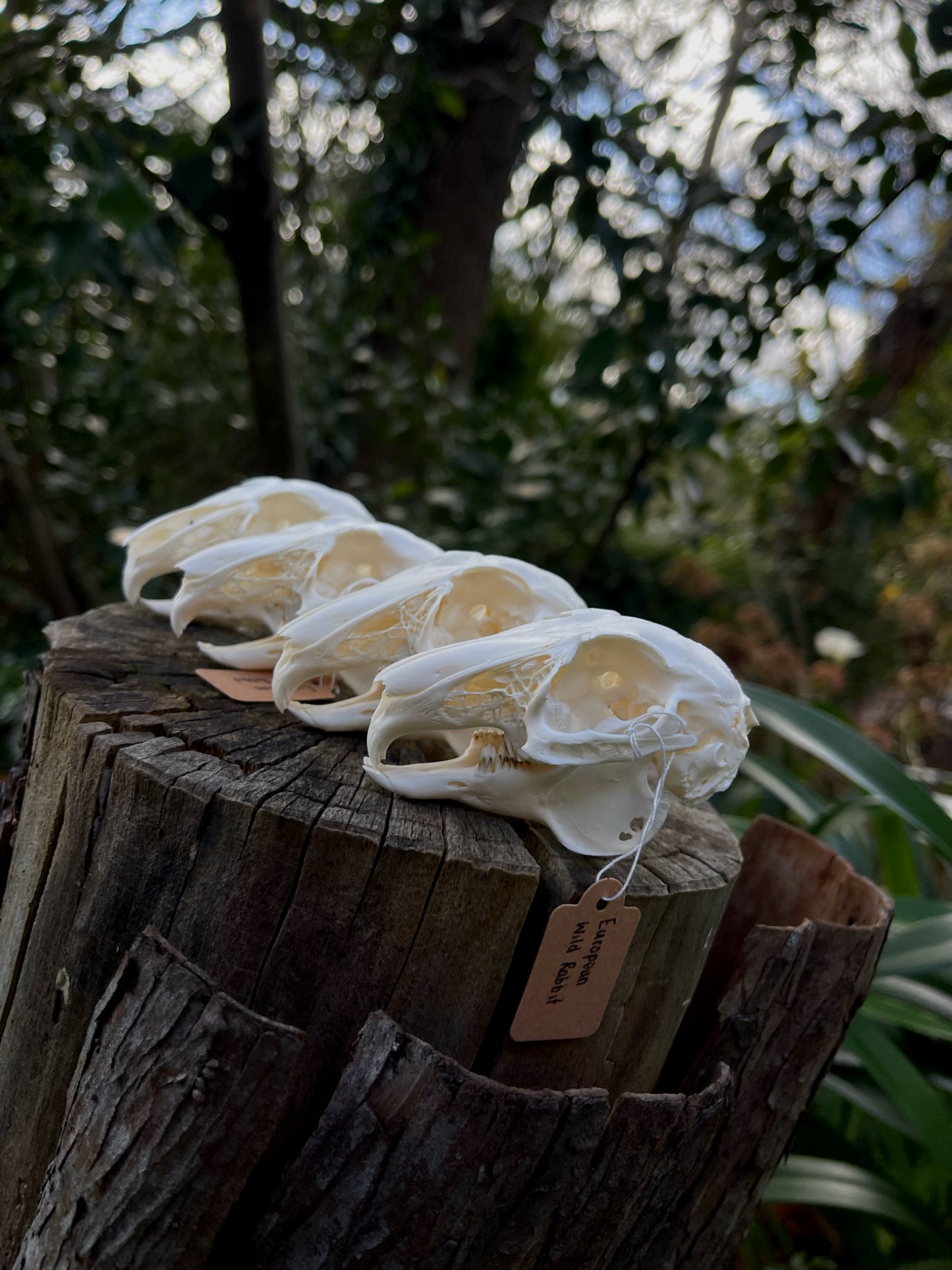 (Craft Grade) European Rabbit Skull