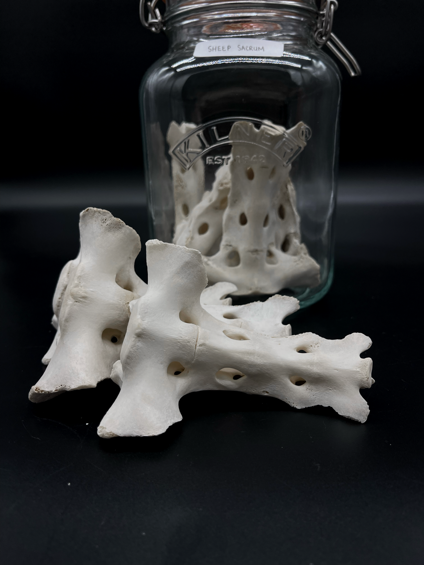 Sheep Sacrum