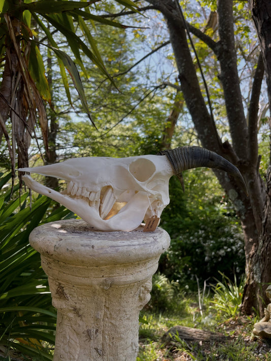 Pathological Himalayan Tahr Nanny (NZ)