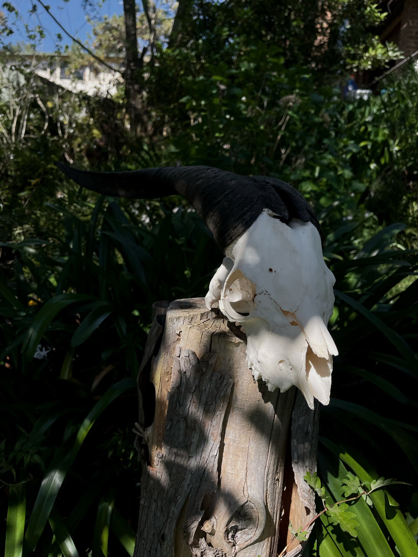 Billy Goat Skull