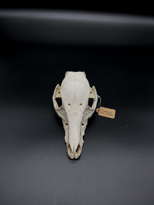 Feral Piglet Skull (CRAFT GRADE)