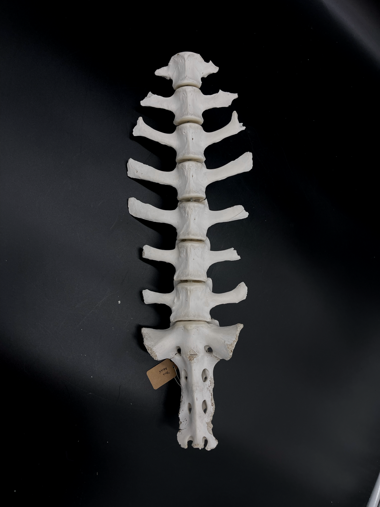 B Grade Articulated Sheep Spine