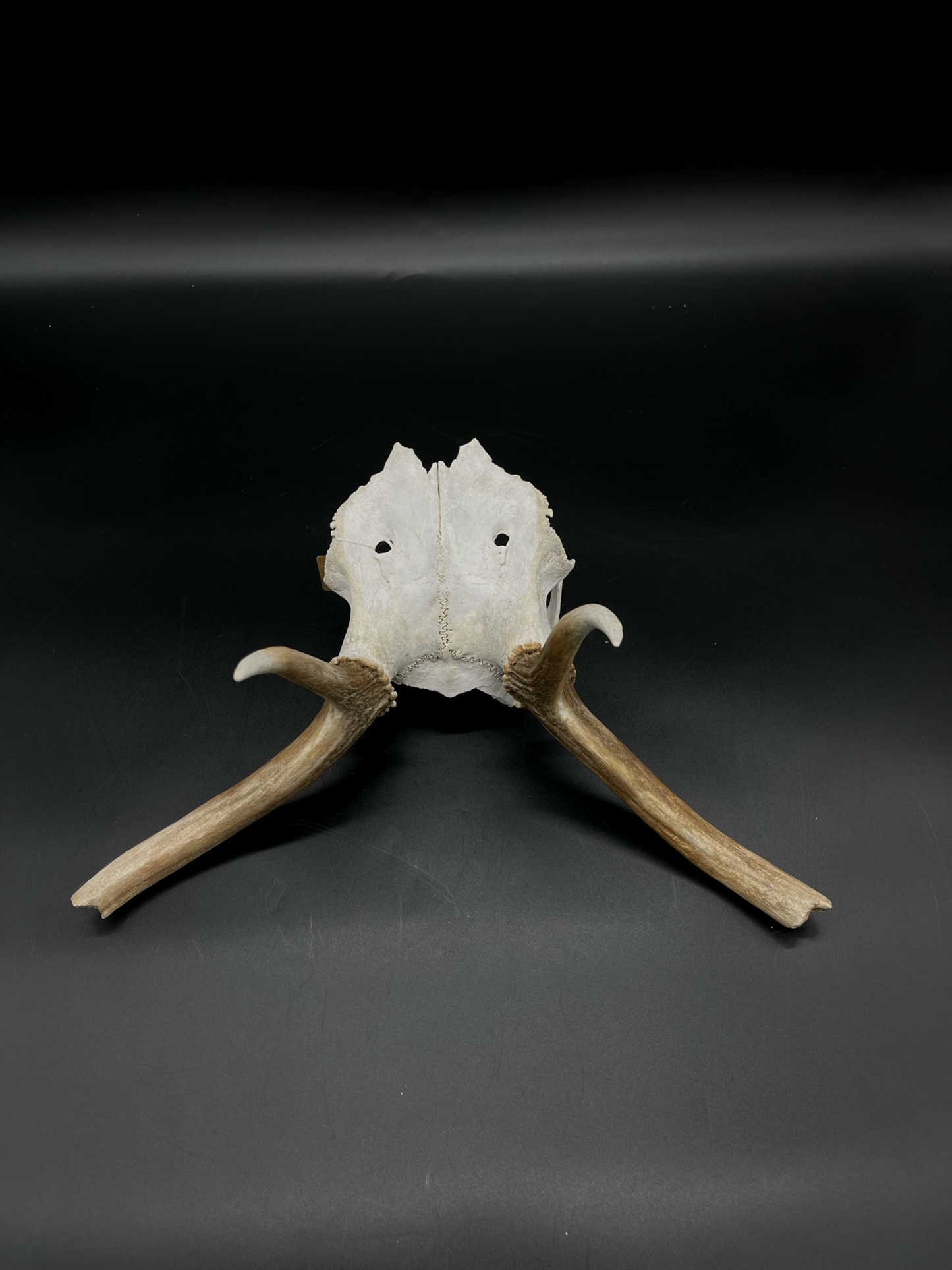 Craft Grade Fallow Buck Skull Cap