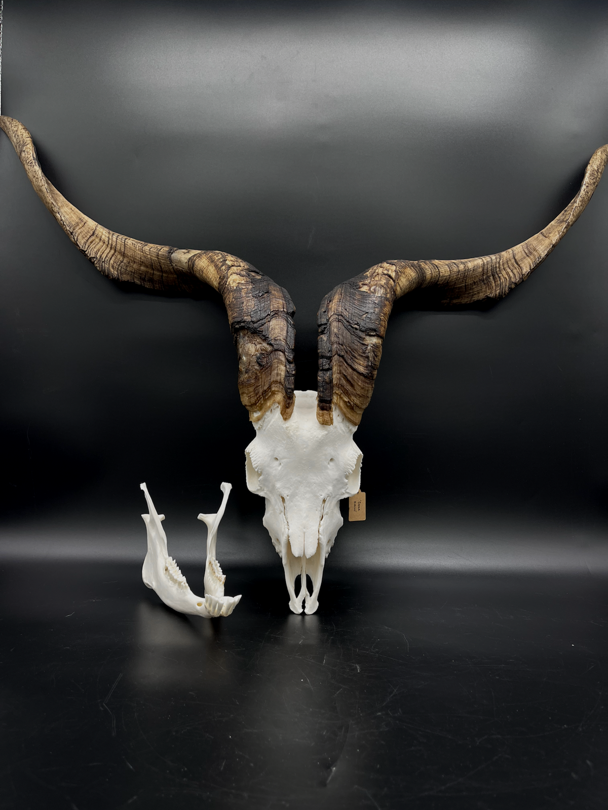 A- Rangeland Billy Goat Skull + Mandibles + VERY IMPRESSIVE HORNS