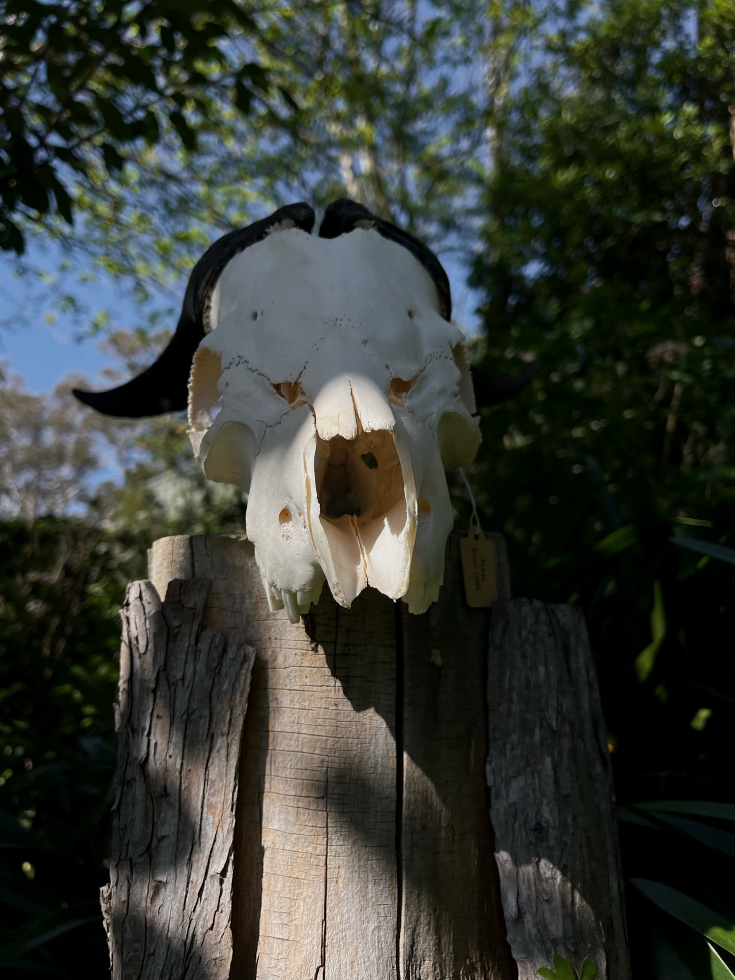 Billy Goat Skull