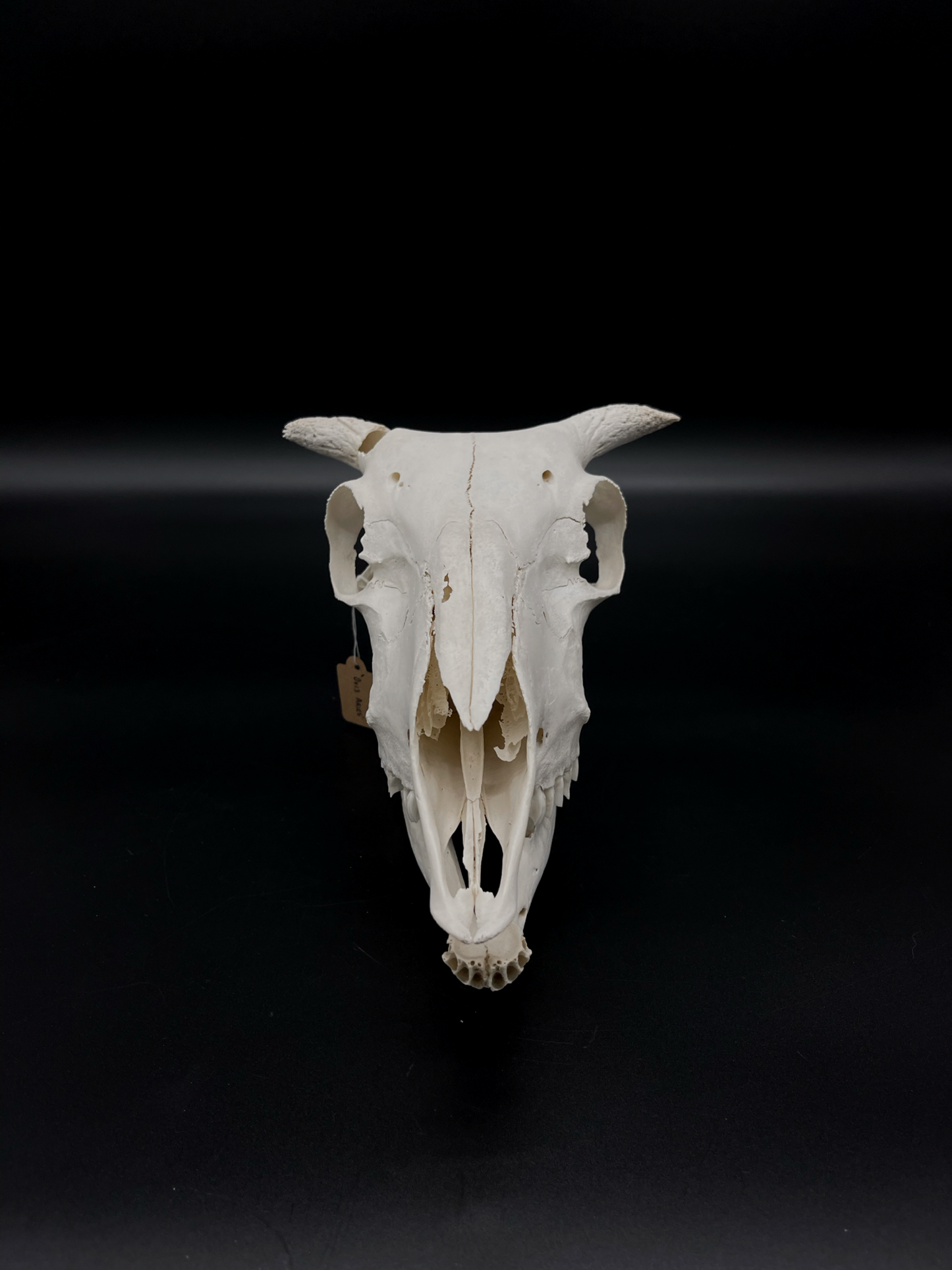 Craft Grade Merino Ewe Skull