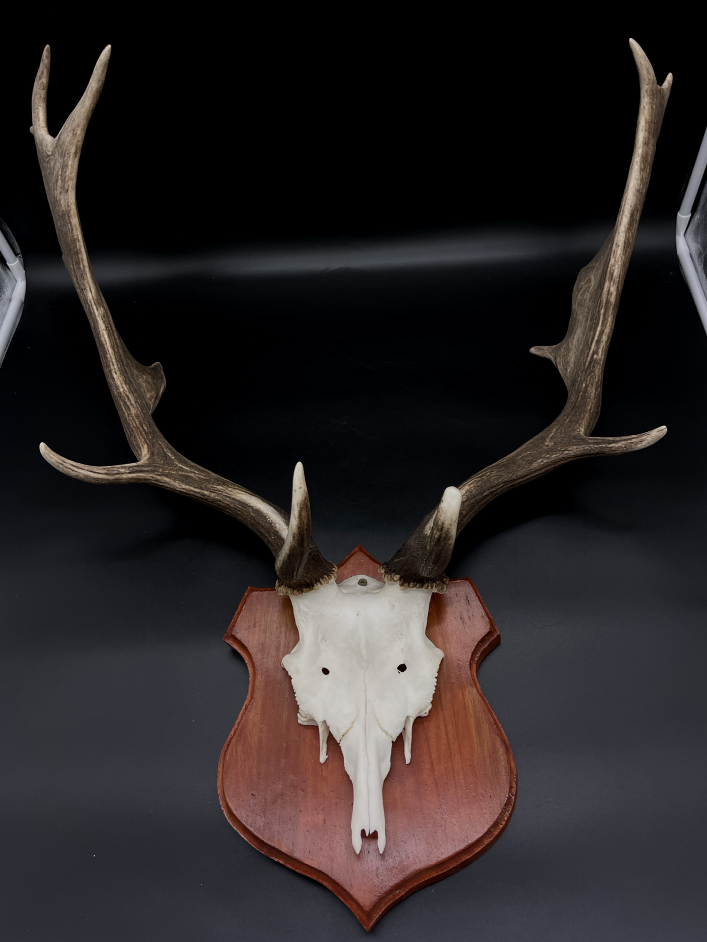 Fallow Buck half-skull cut European Mount