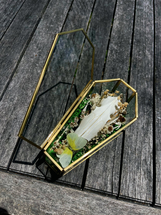 ‘Glimmers’ fox skull in glass coffin