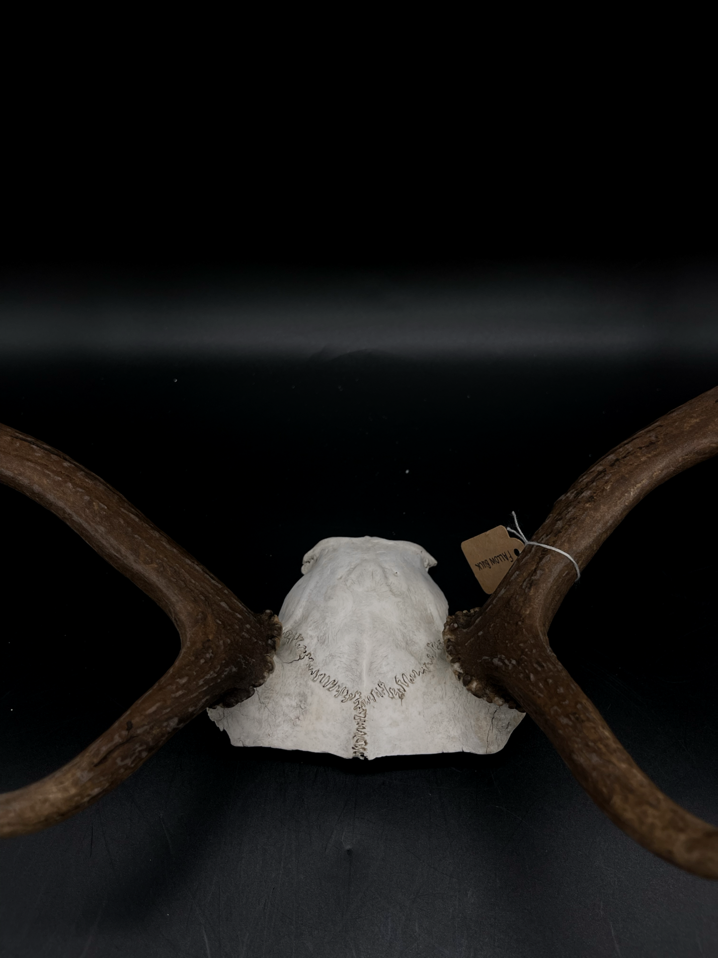 Craft Grade Fallow Buck Skull Cap
