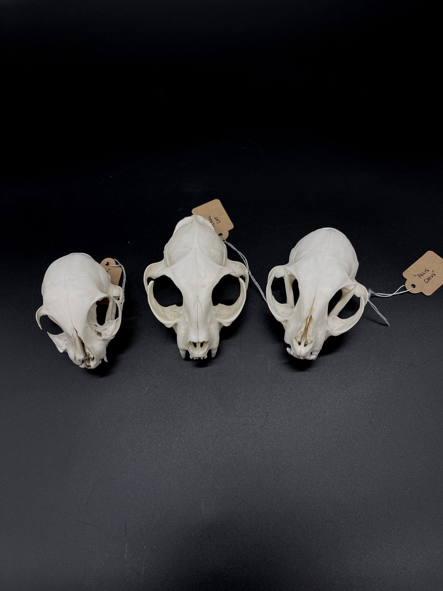 Craft Grade Feral Cat Skull