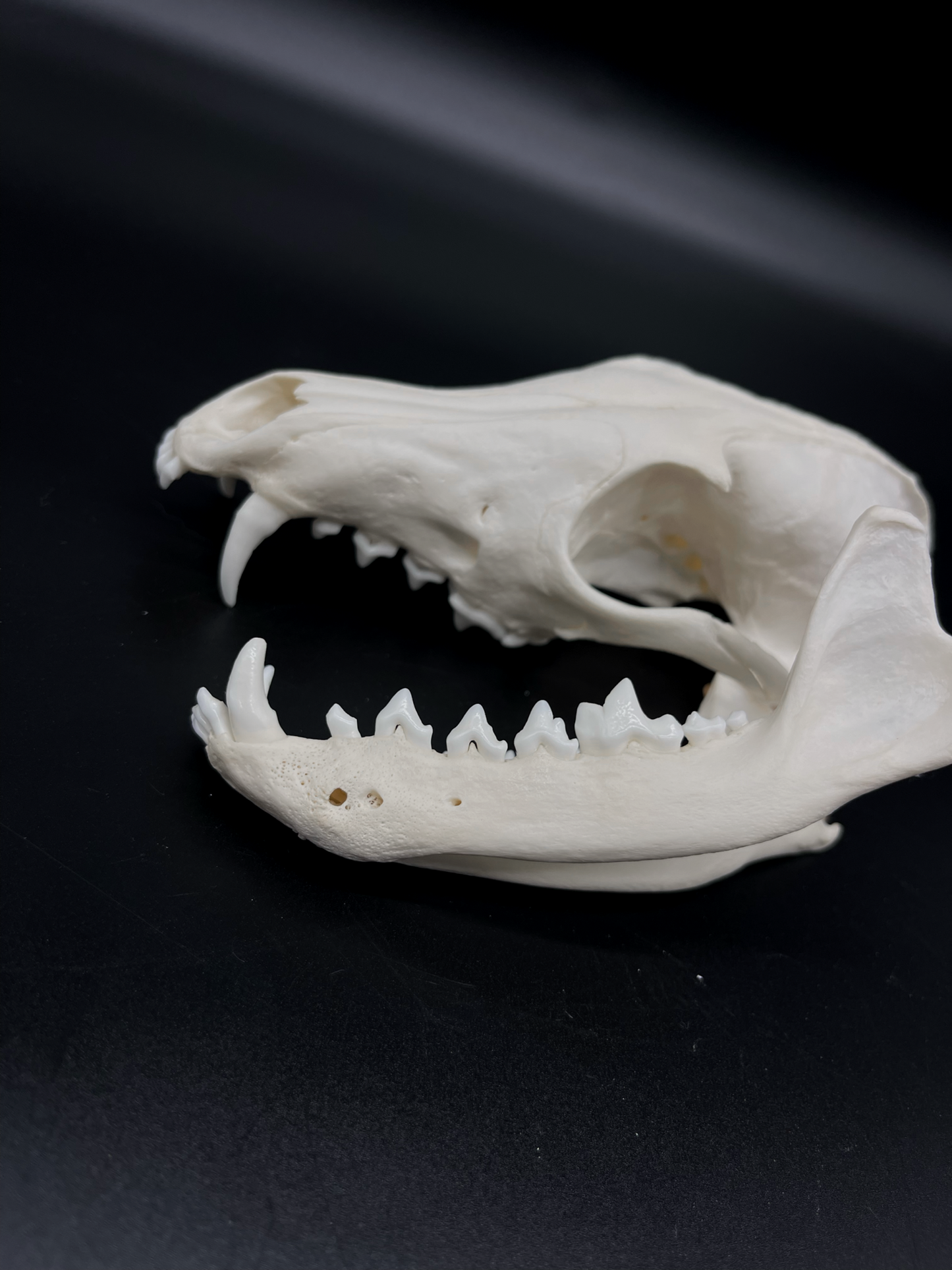INTERACTIVE Pathological Red Fox Skull