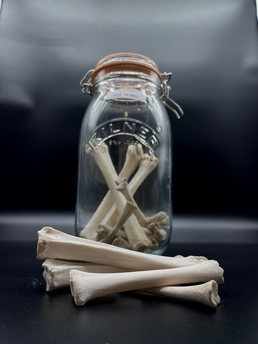 Sheep Leg Bone