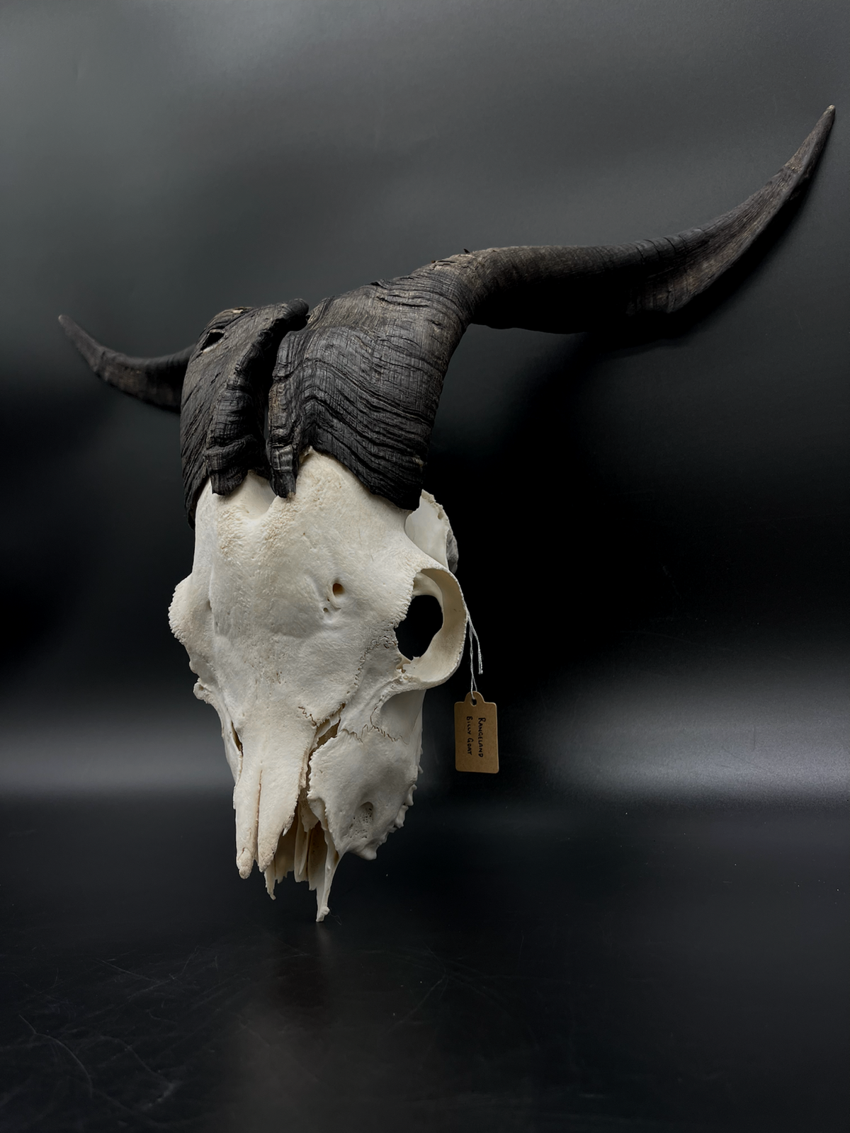B Grade Rangeland Billy Goat Skull