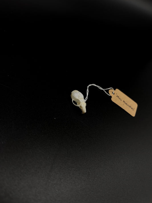 House Mouse Skull