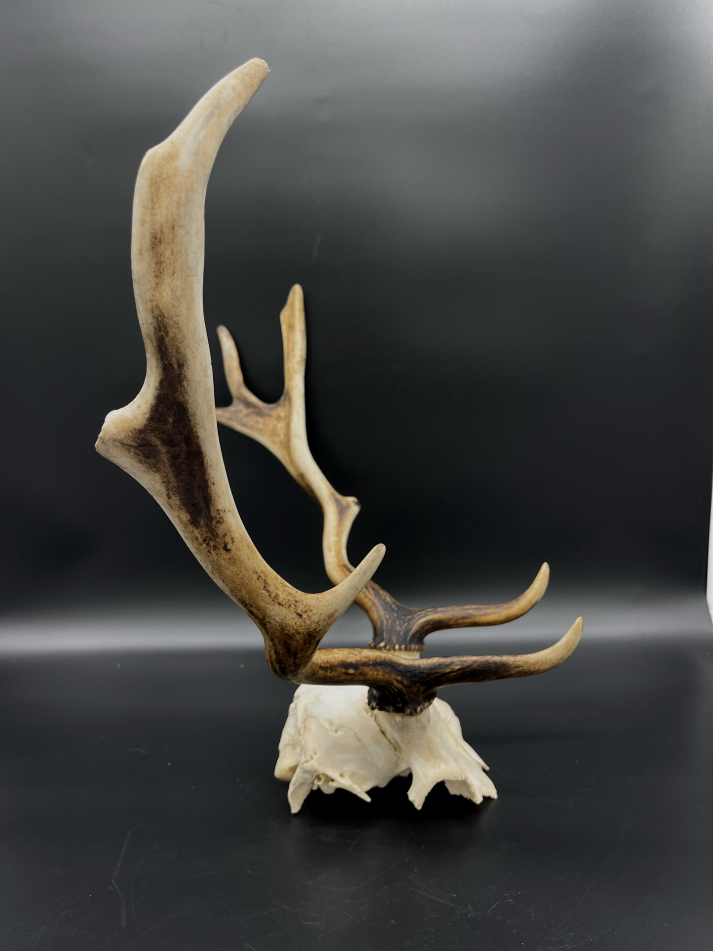 B Grade Fallow Buck Skull Cap