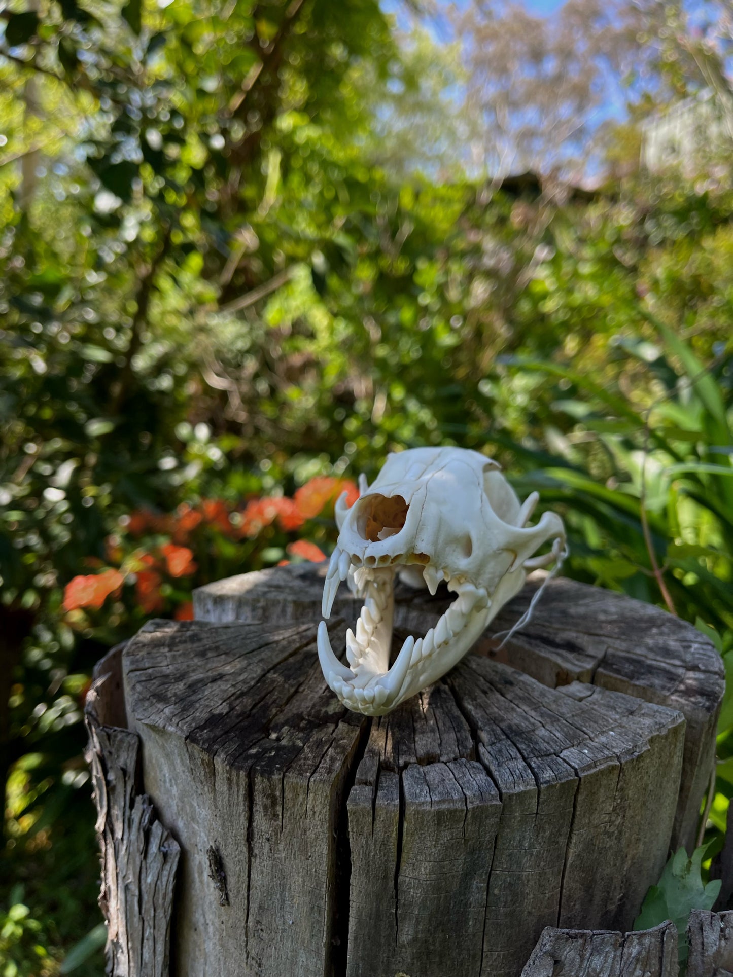 Red Fox Skull (CRAFT GRADE)