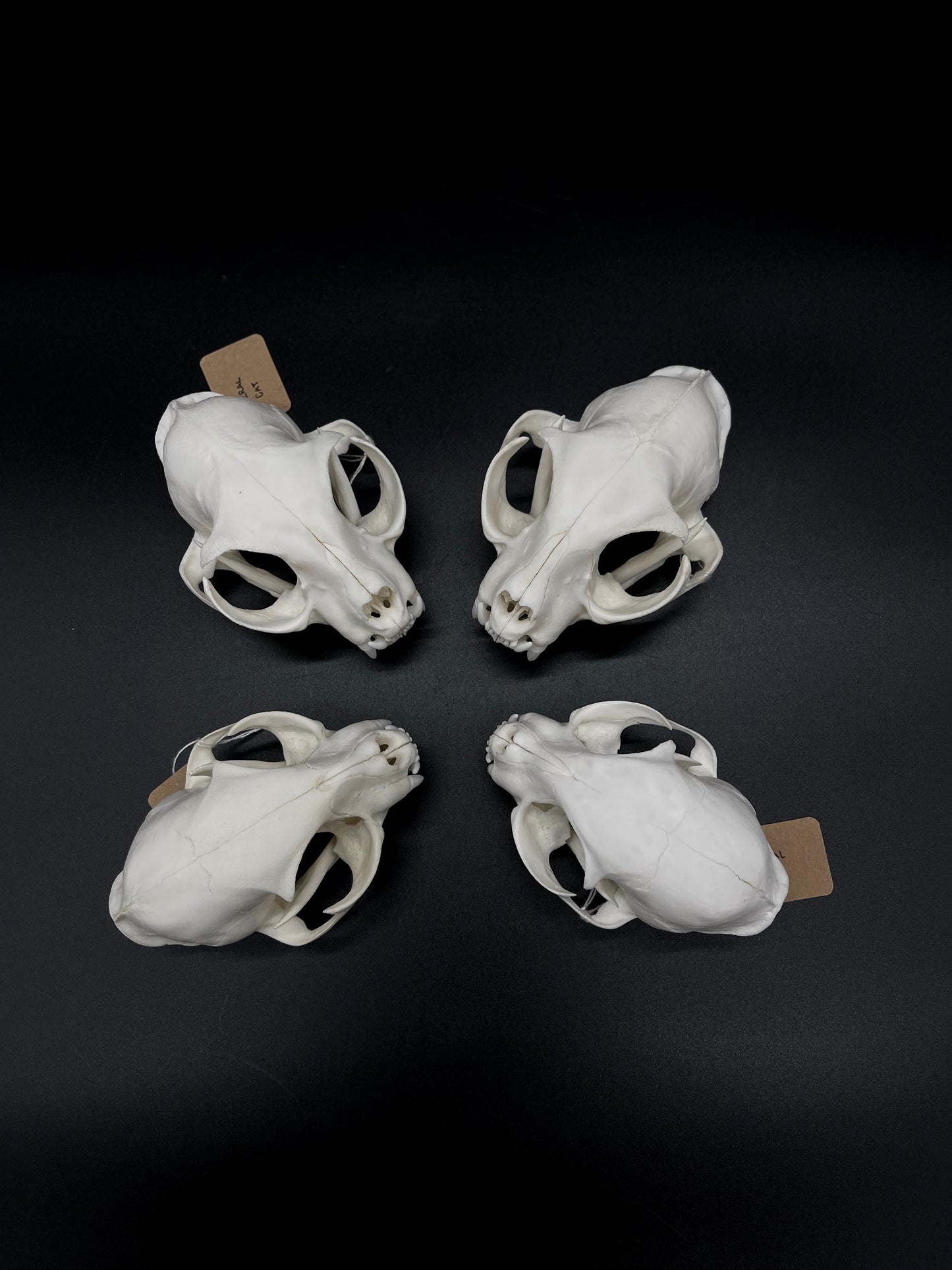 A+ Grade Feral Cat Skull