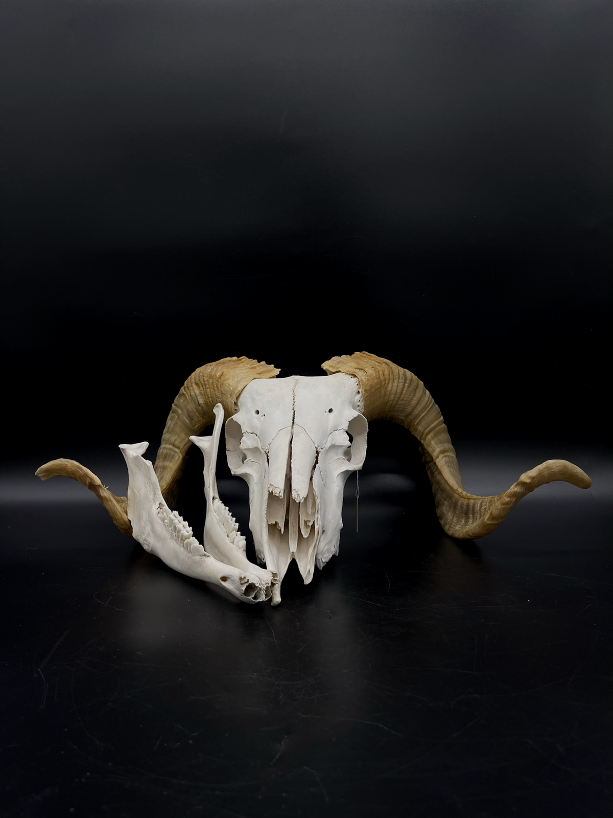 B Grade Merino Ram Skull + Mandibles
